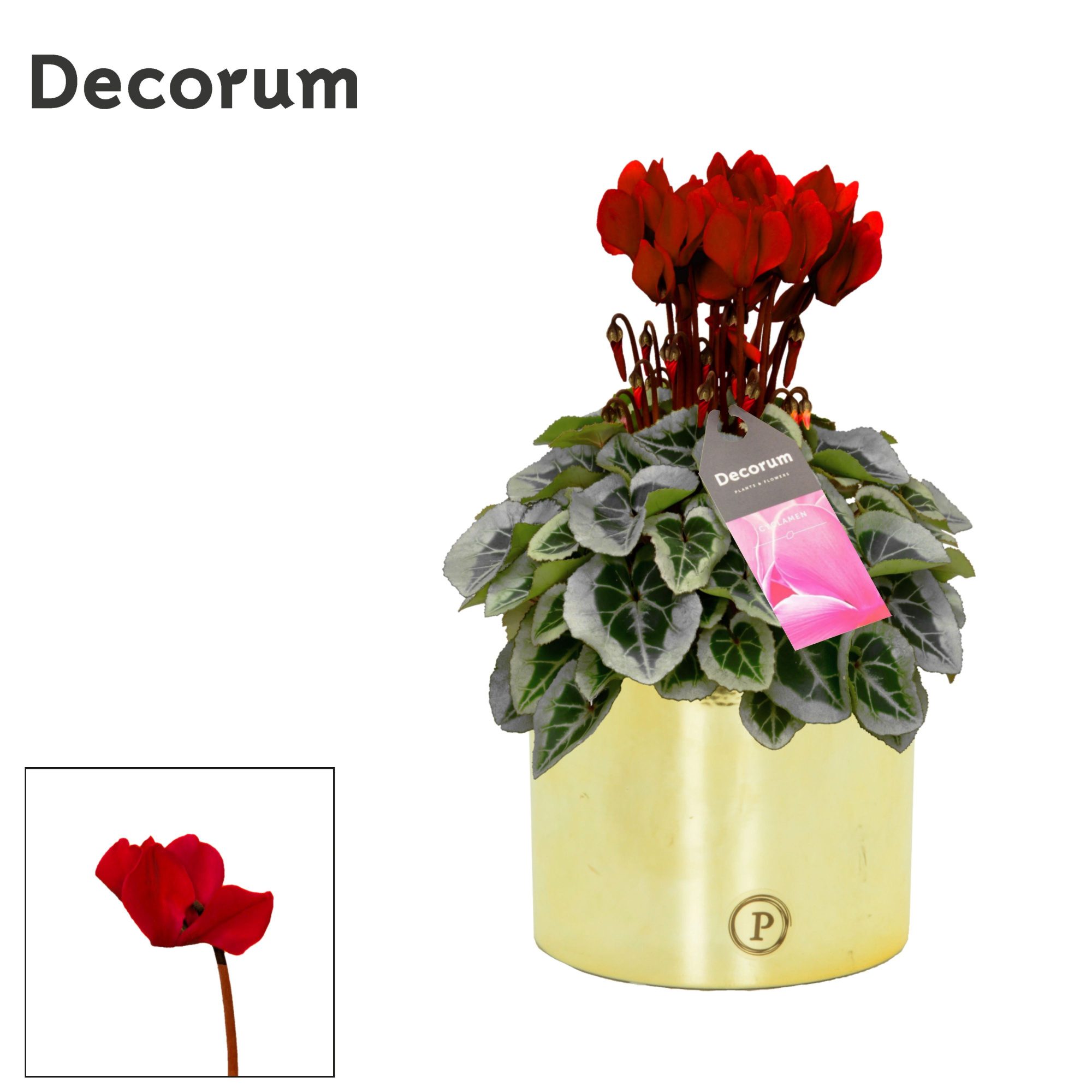 Cyclamen SS Picasso Wijnrood Laryssa shiny gold, D 13 cm