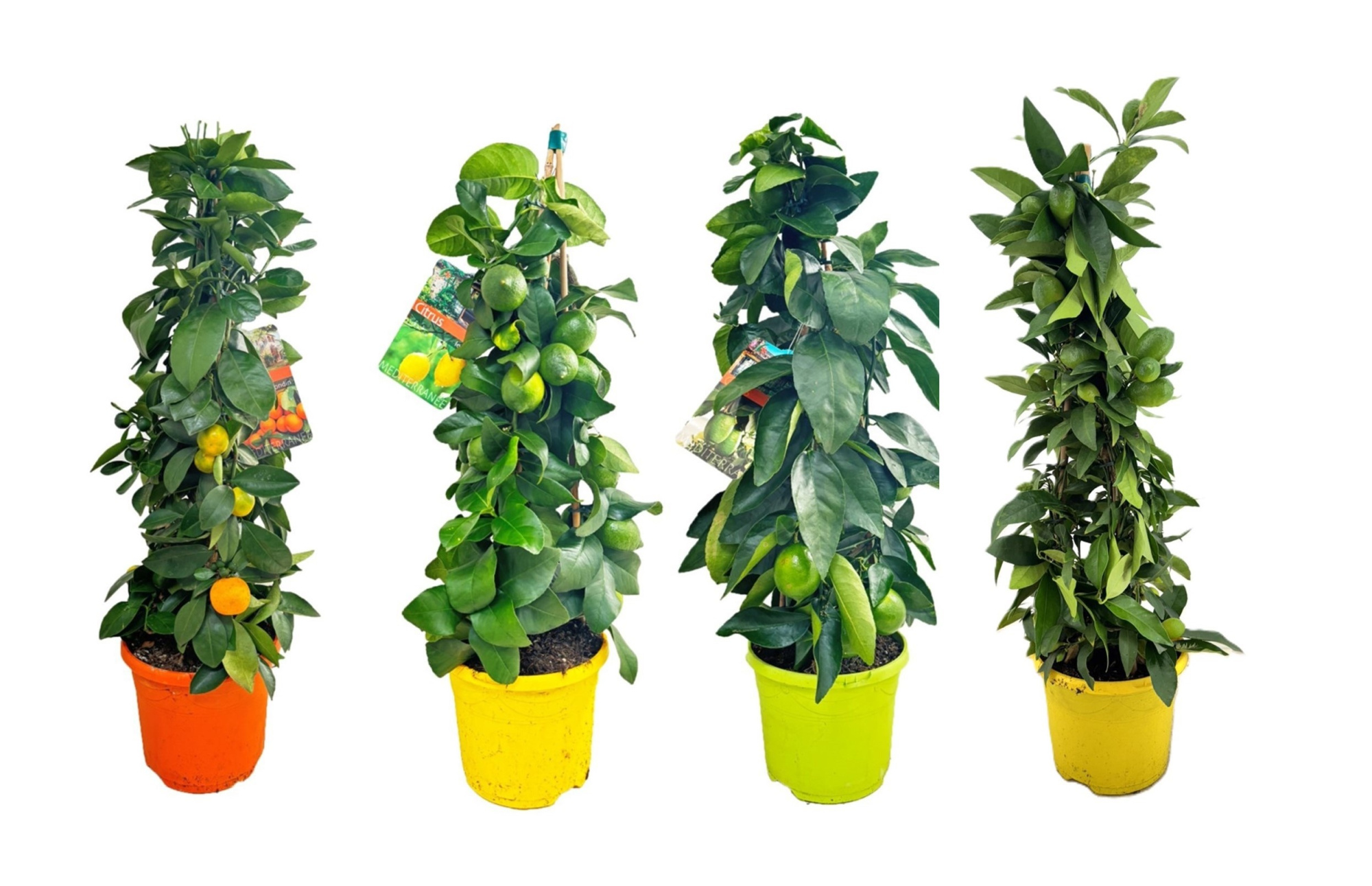 Citrus mix piramide, D 19 cm