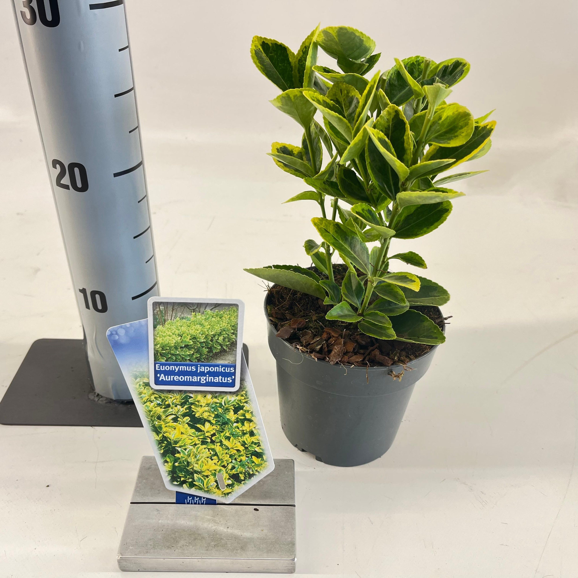 Euonymus jap. 'Aureomarginatus', D 13 cm