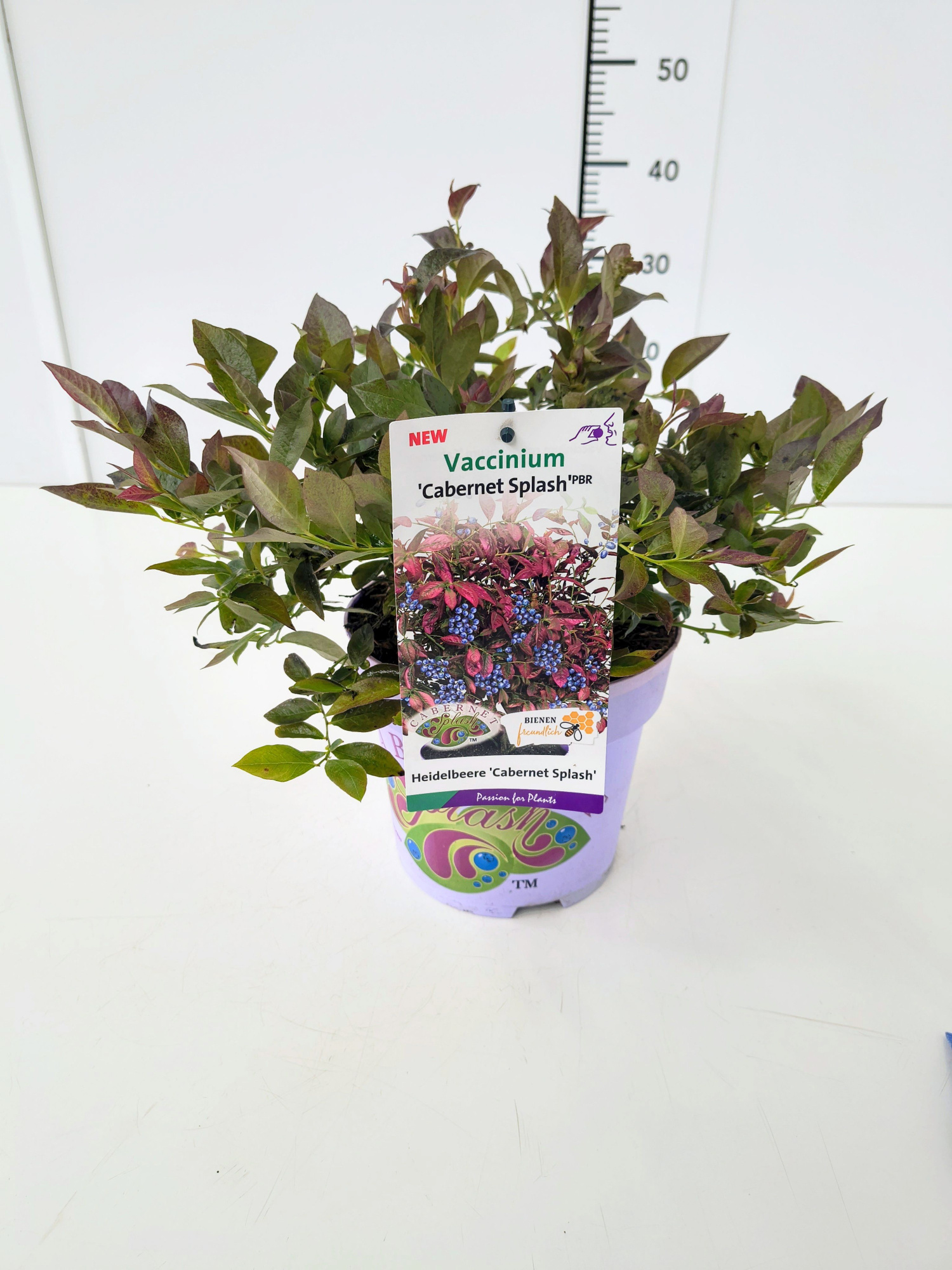 Vaccinium cor. 'Cabernet Splash' 25-30C3, D 19 cm