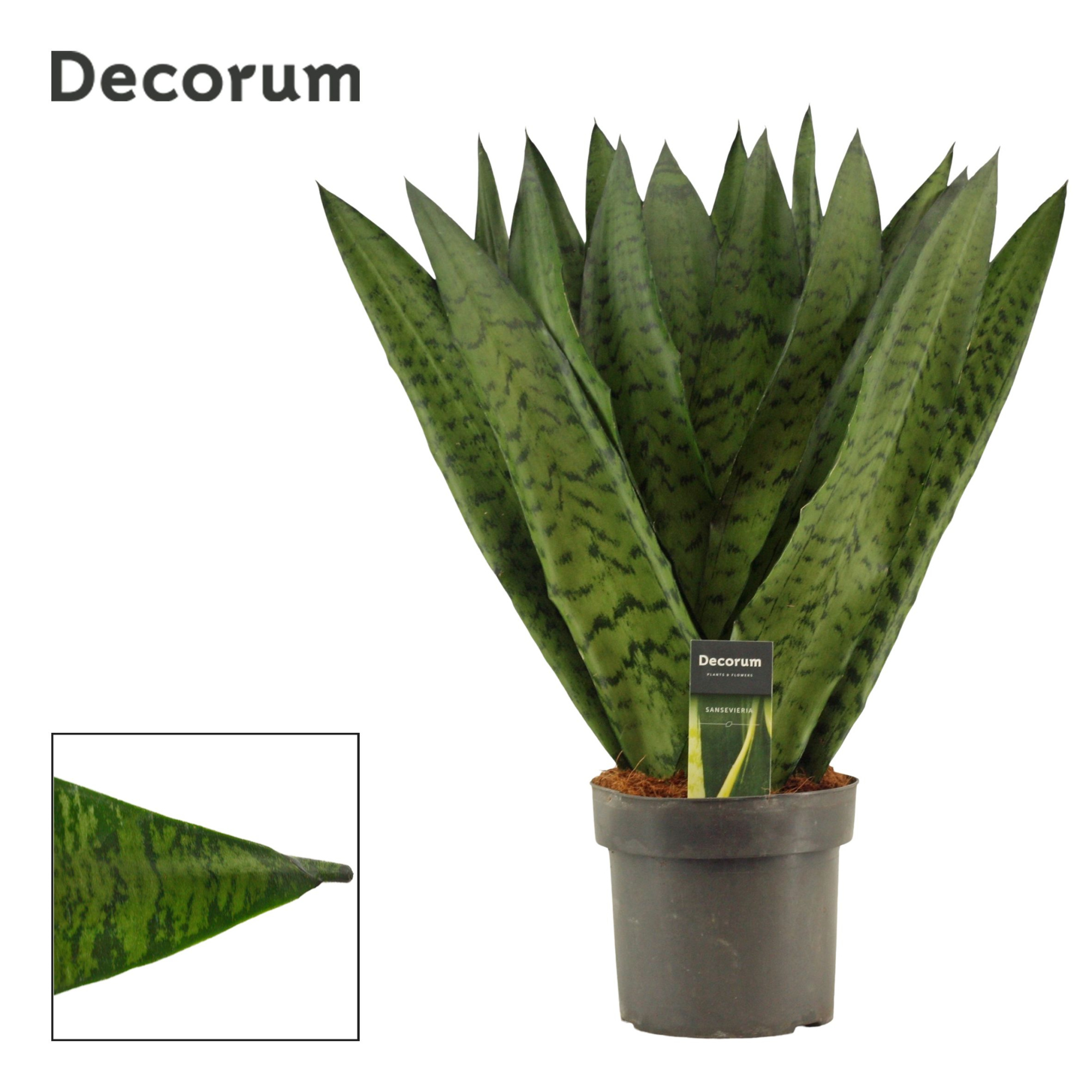 Sansevieria Zeylanica Fan 17 cm (Decorum), D 17