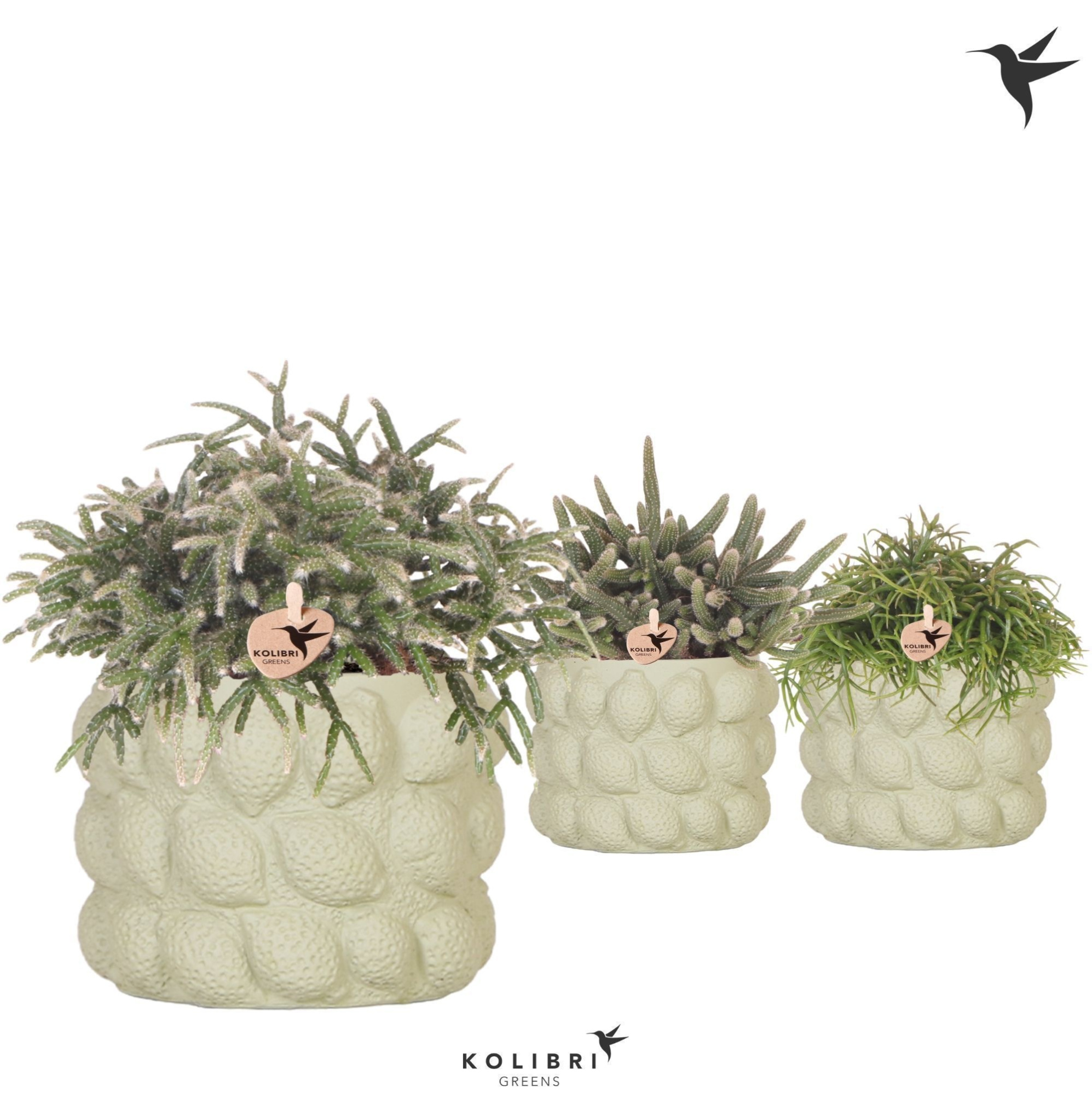 Kolibri Greens Rhipsalis mix in Citrus pot green, D 12 cm
