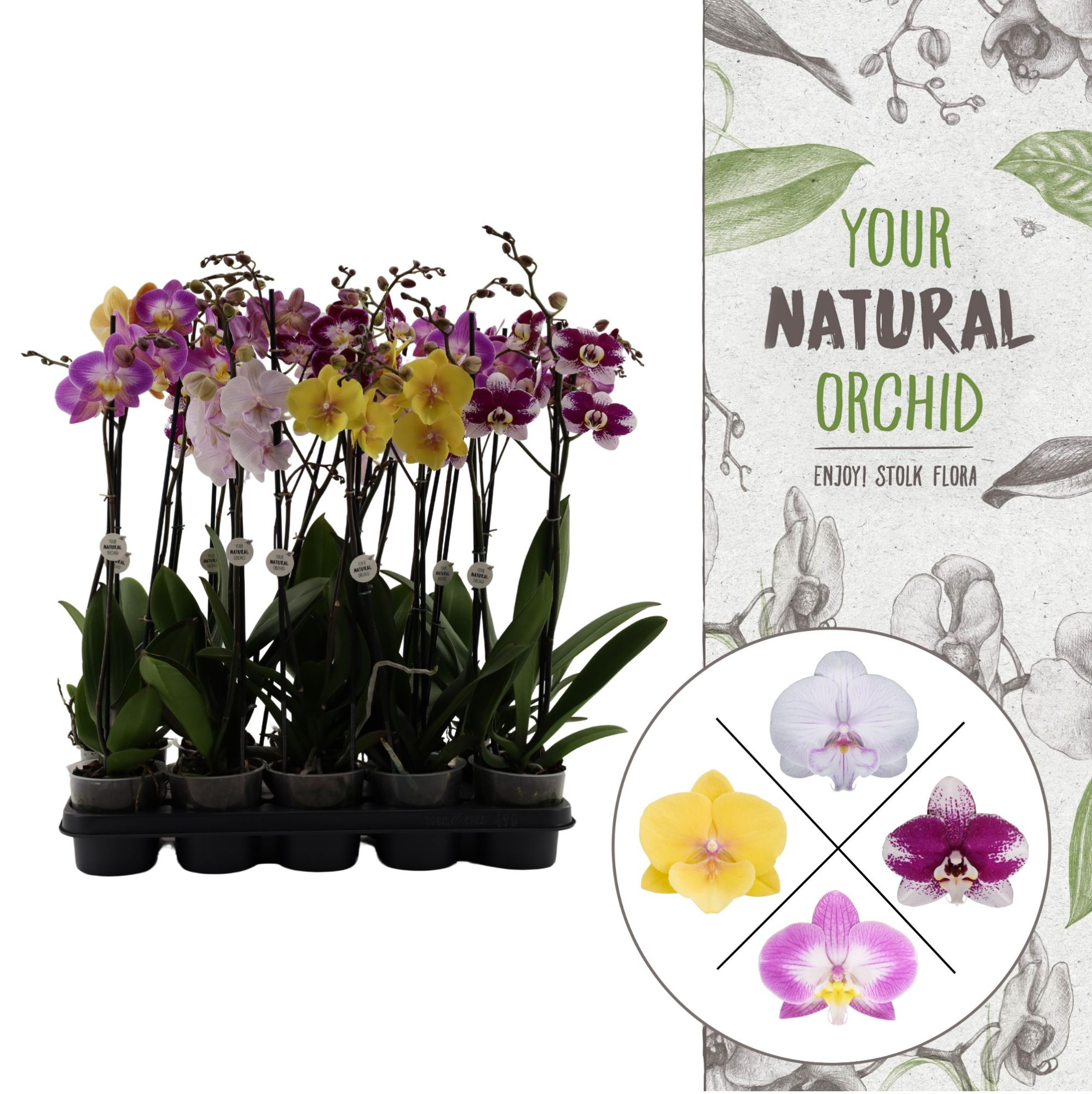 Your Natural Orchid | Eco Special Mix | Phalaenopsis 2 spike, D 12