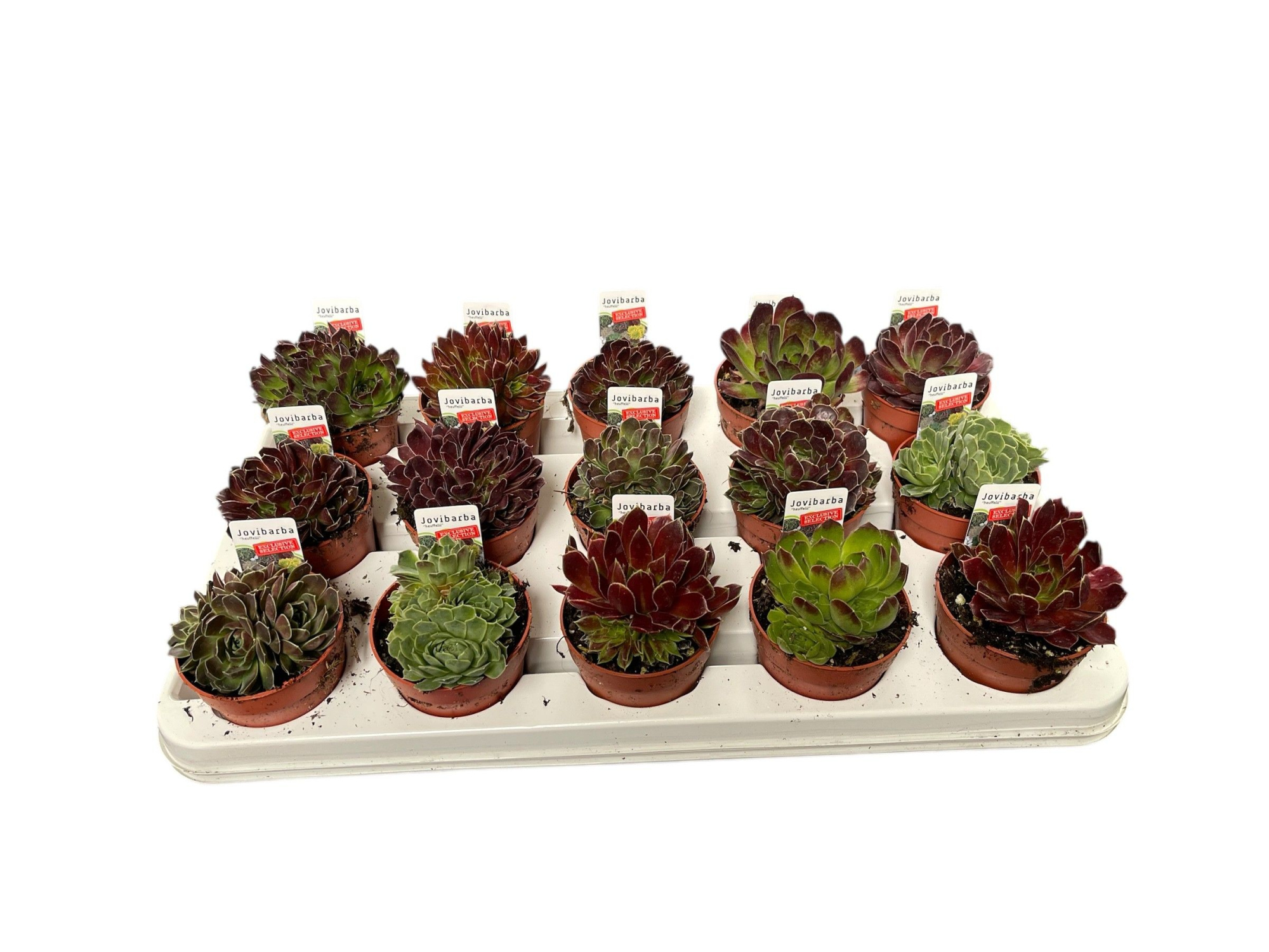 Jovibarba heuffelii, D 9 cm