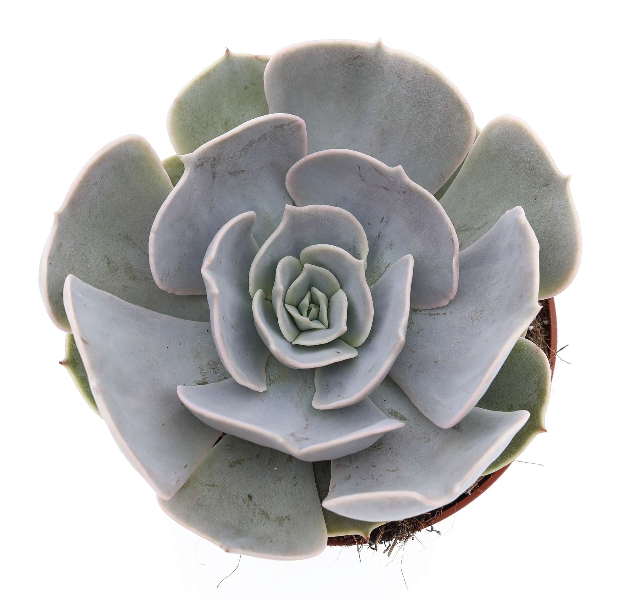 Echeveria Pollux, D 10,5 cm