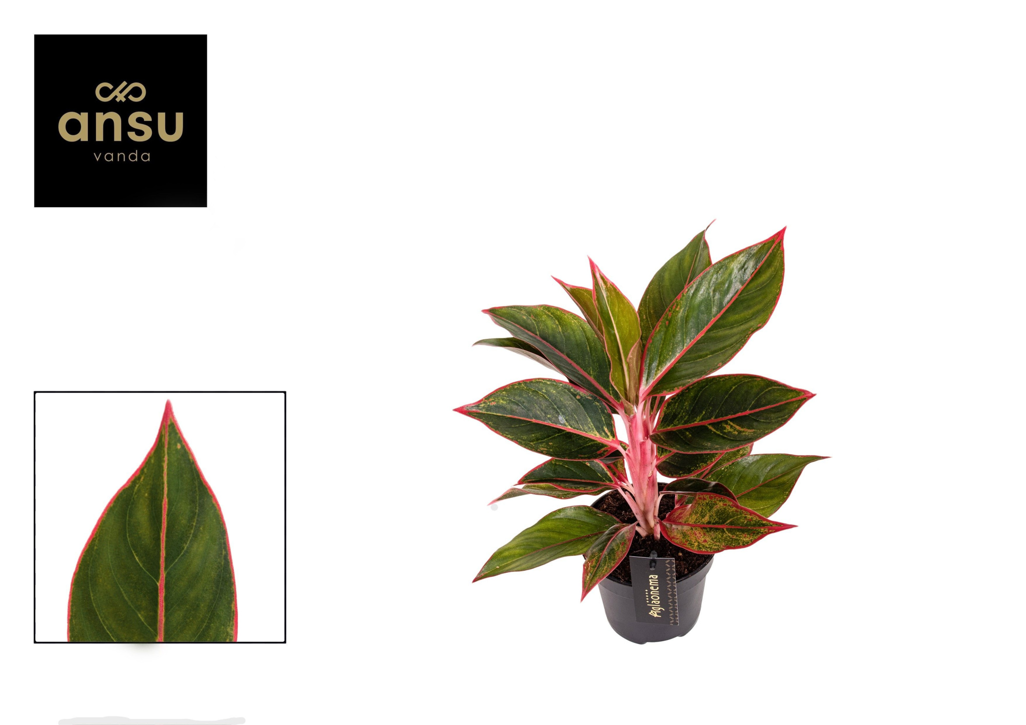 Aglaonema Jungle Red, D 12 cm
