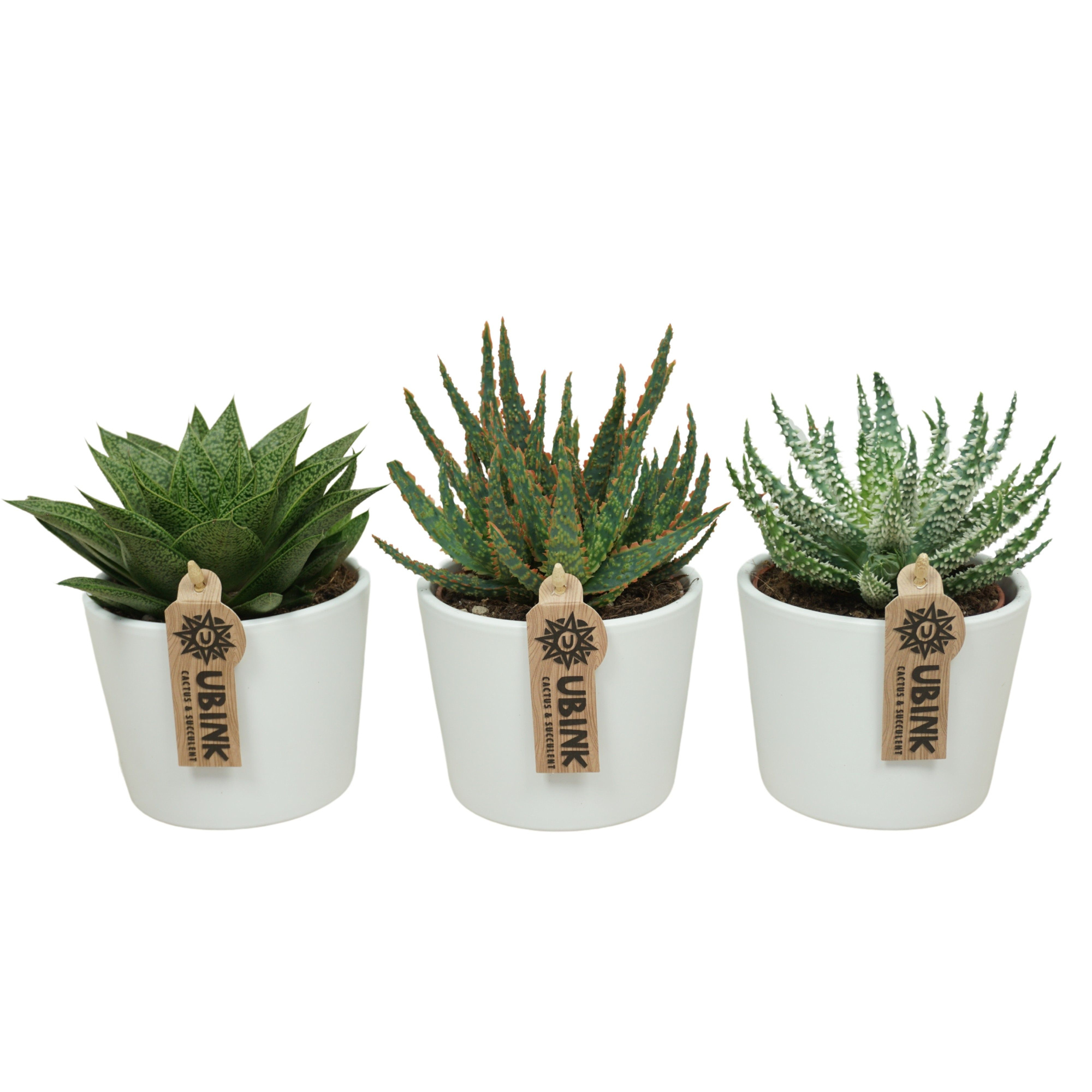 Aloë/Haworthia mix in 12 cm 'Witte Pot', D 10,5 cm