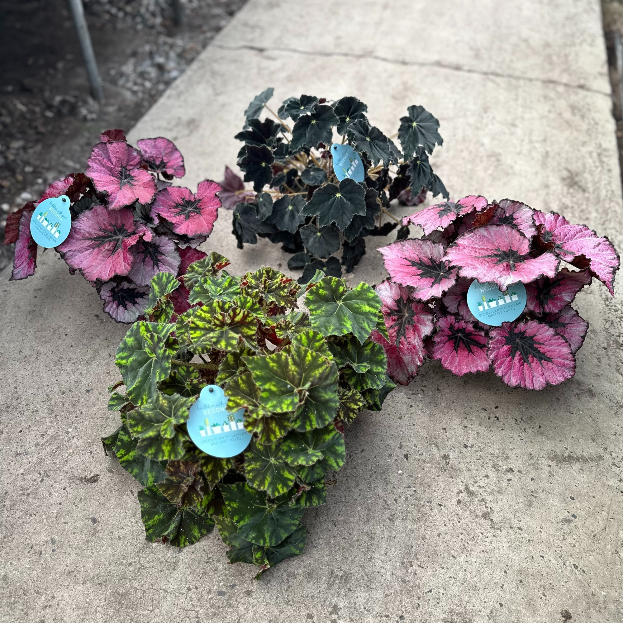 "Exclusive" Begonia Mix (XL), D 12 cm