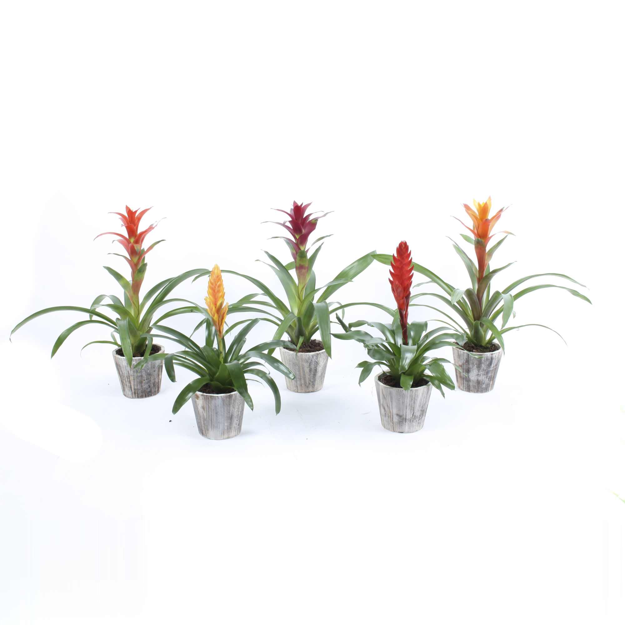 Bromelia mix in Houten pot Woody, D 13
