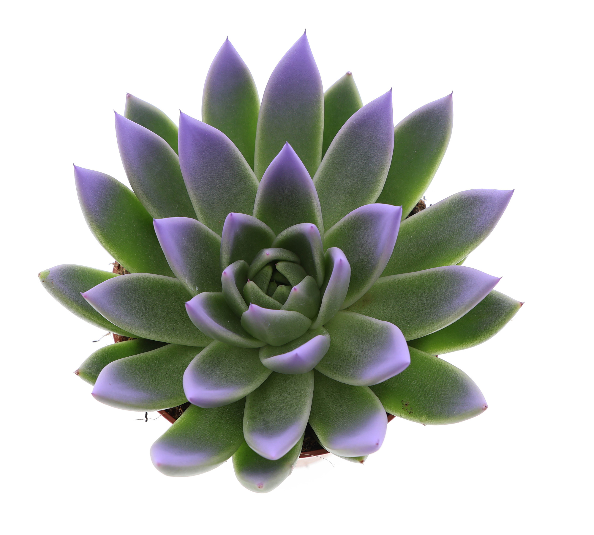 Miranda tips dark milka, D 12 cm