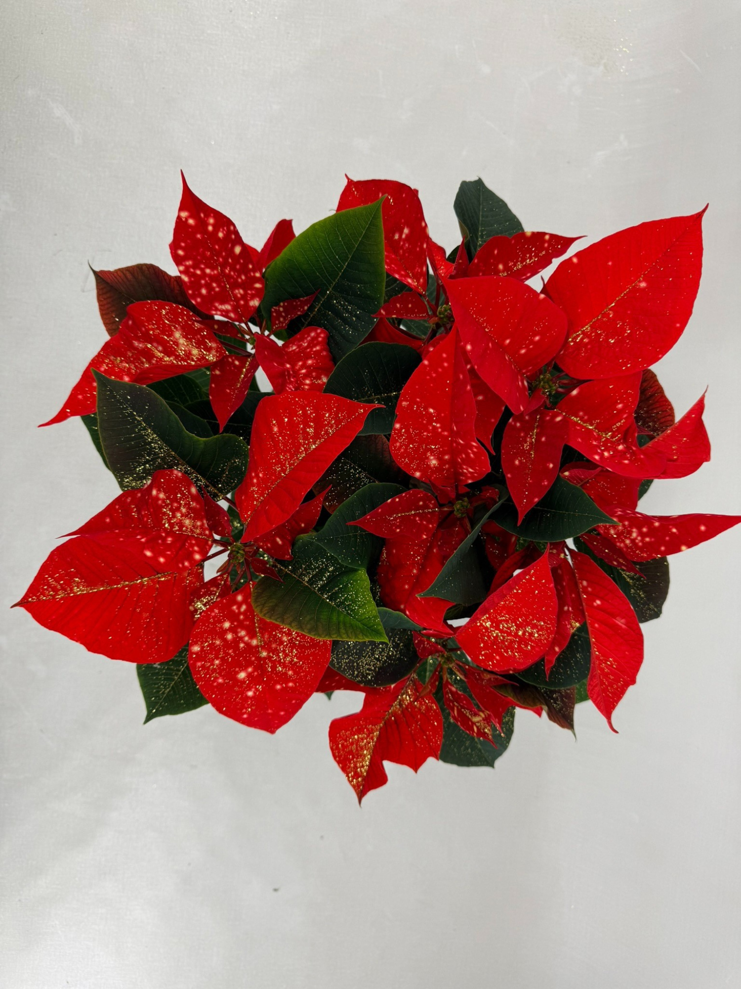 Fantasy star orange pot 13 met goudglitter, D 13 cm