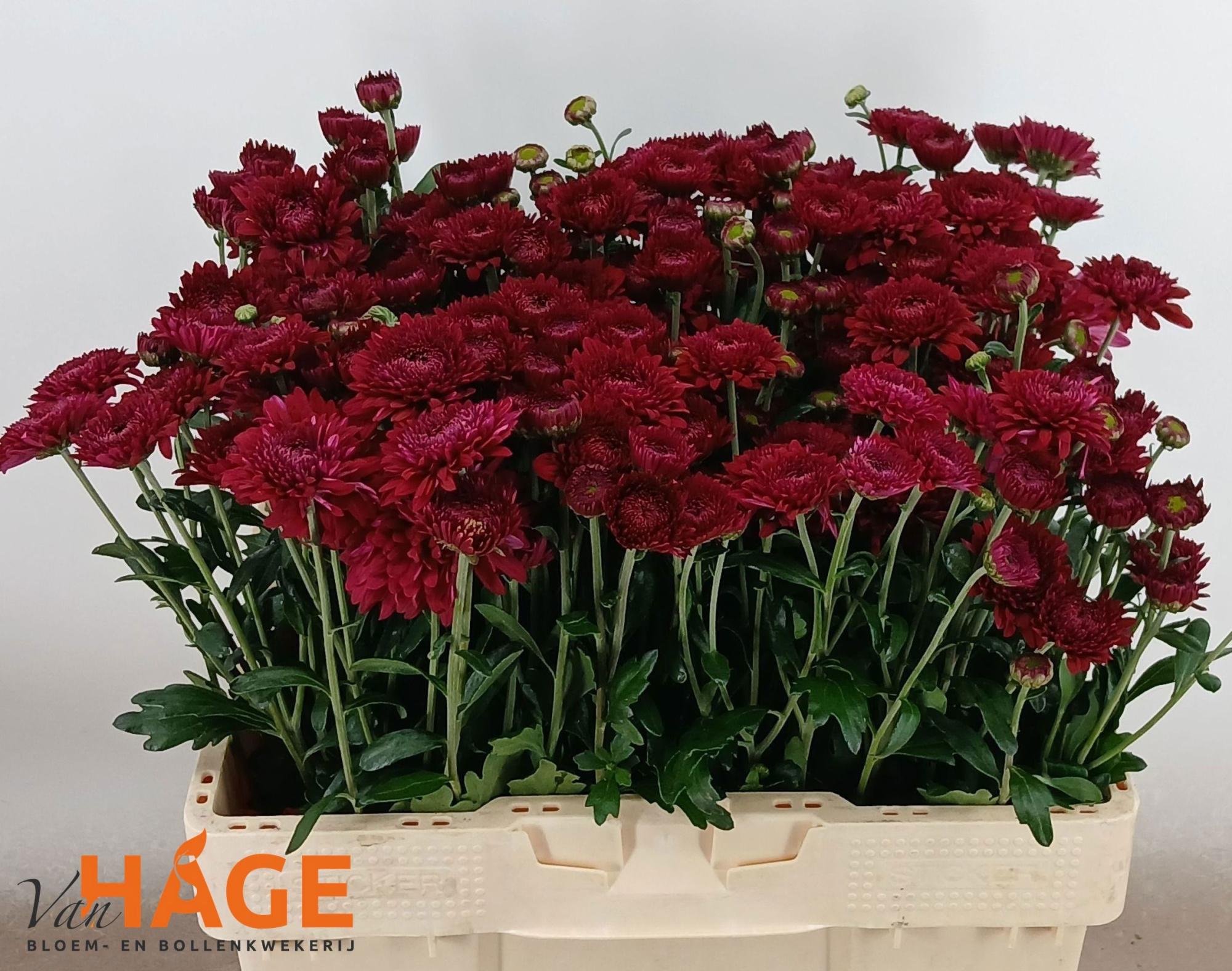 Хризантема куст. Смоуки 55, шт.