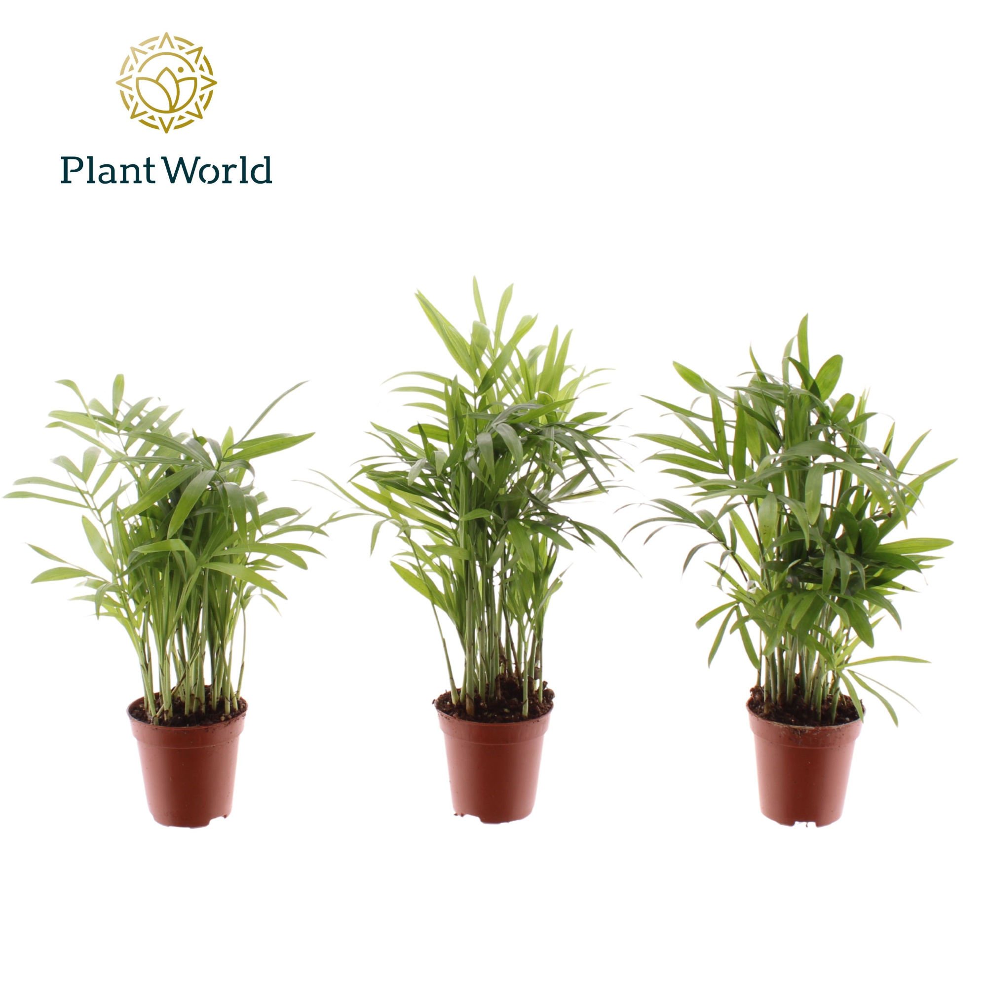 Tiny Lizzy (Chamaedorea), D 5,5 cm