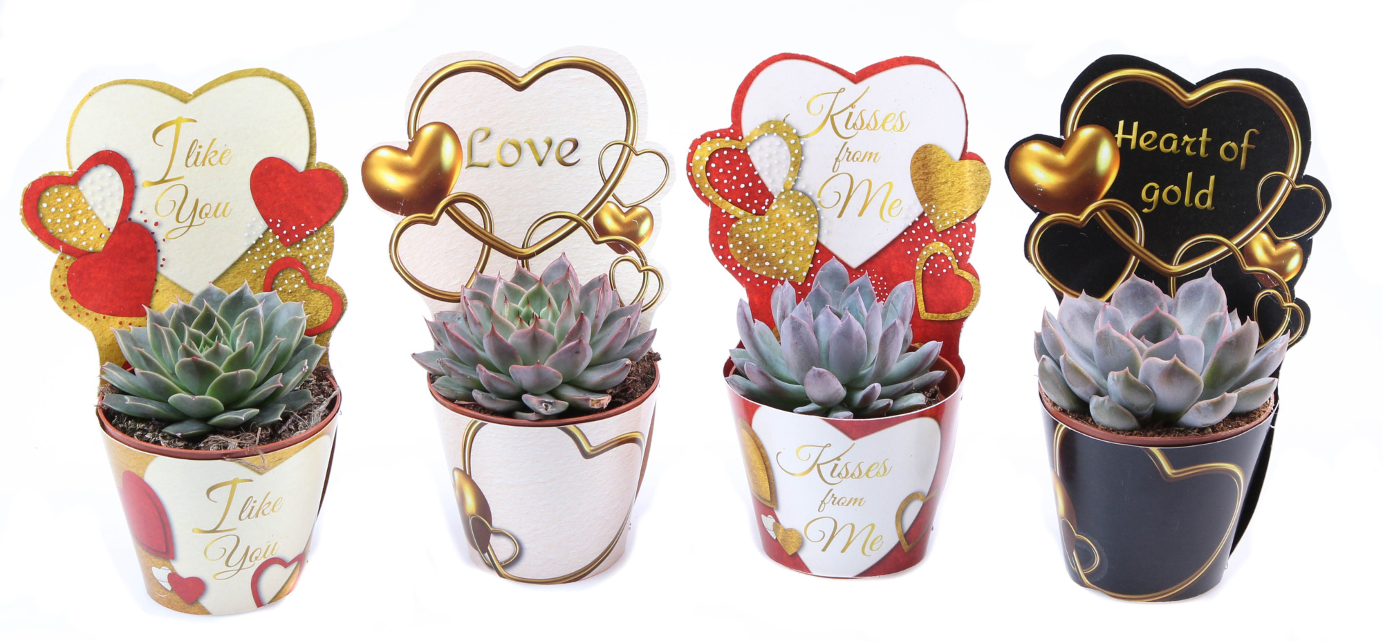 Potcover love mix echeveria mix, D 8,5 cm