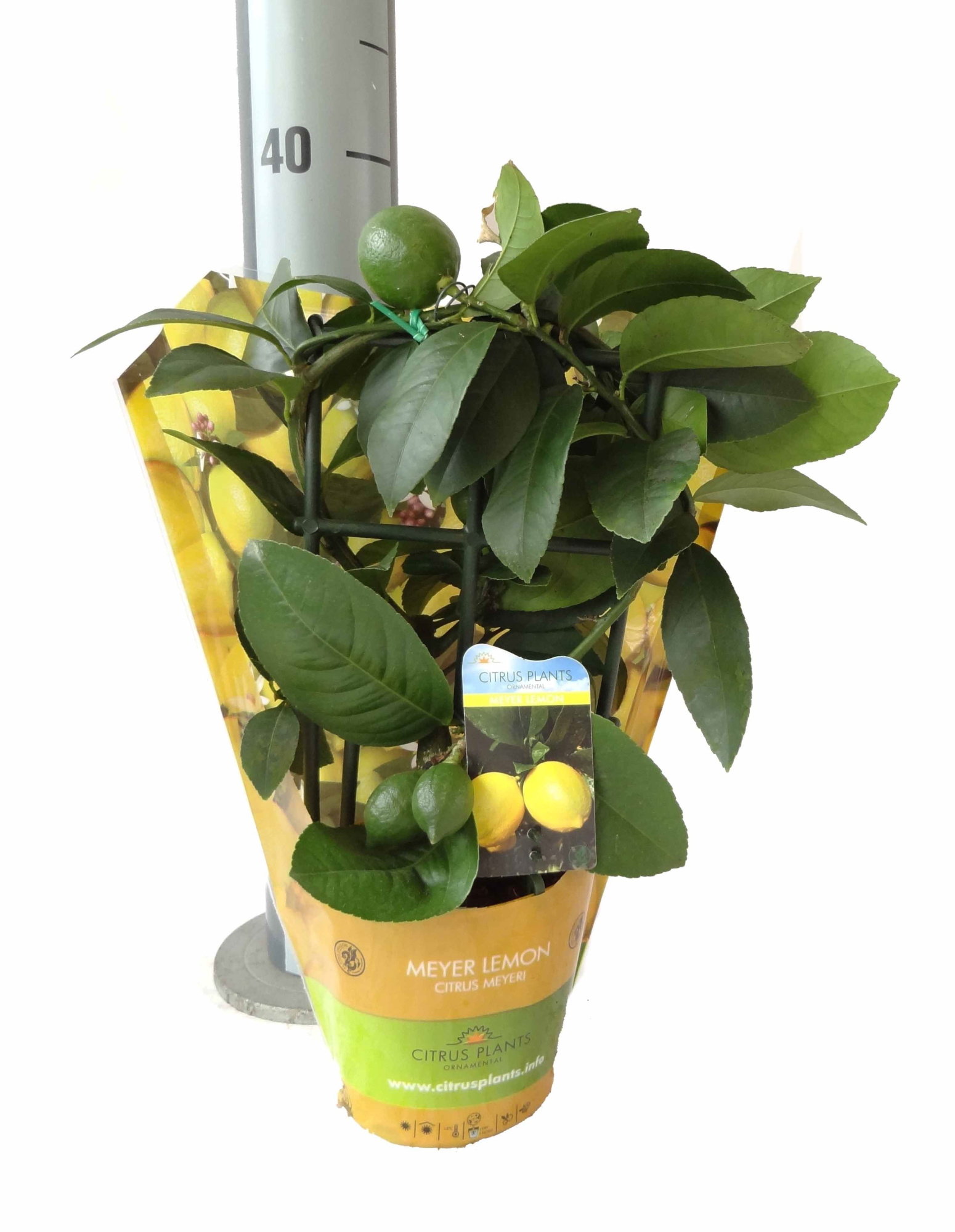 Citrus meyeri Lemon trellis sleeve, D 12