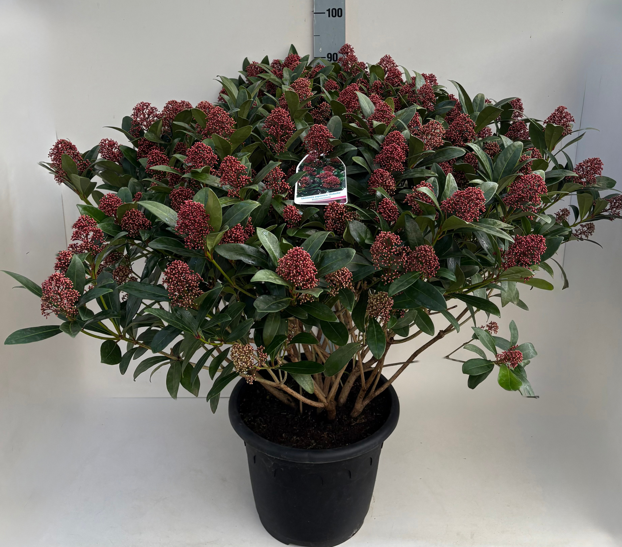 Skimmia Rubella T35 XL, D 35