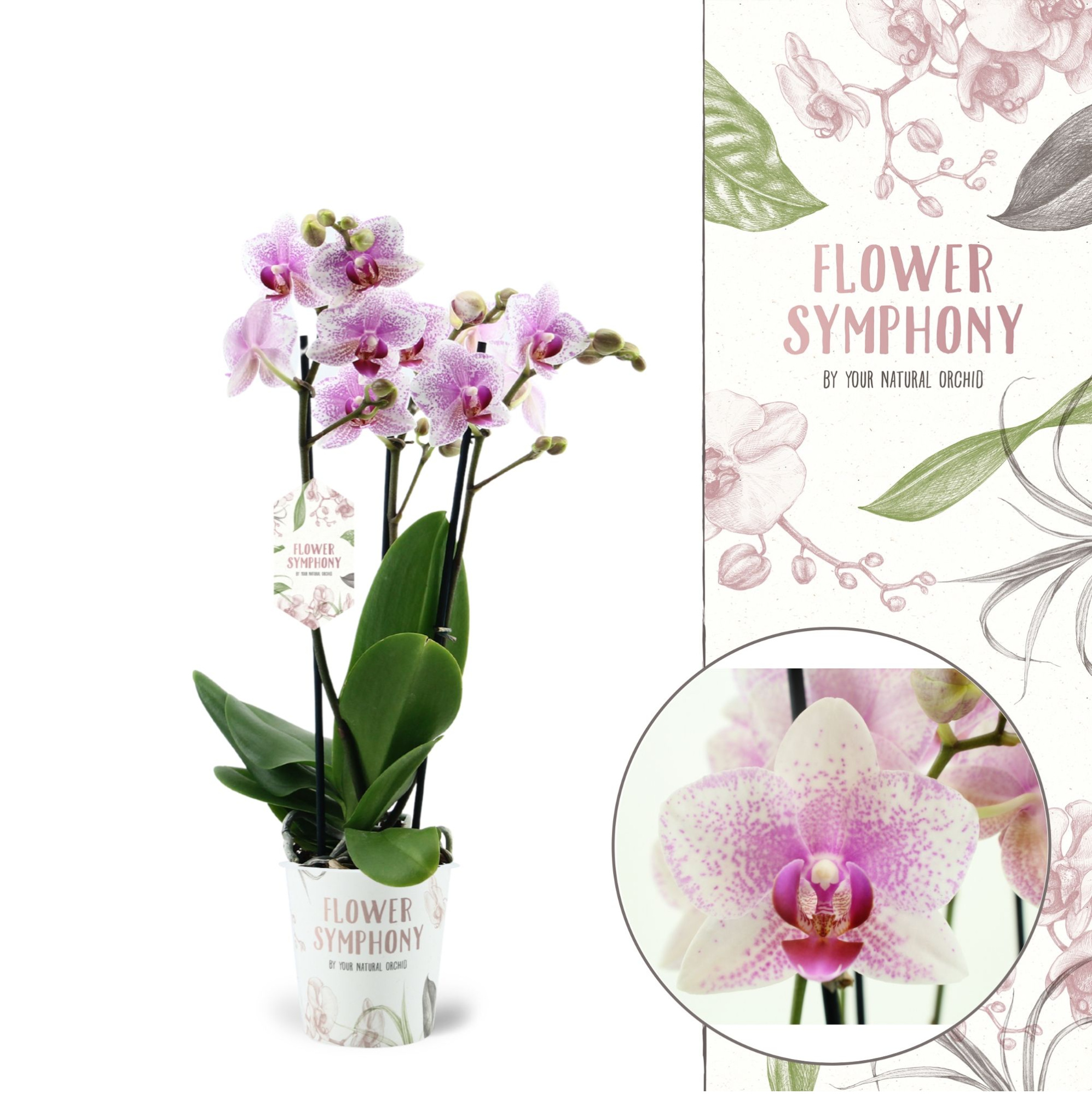 Flower Symphony | Rotterdam | Phalaenopsis 3 spike, D 12