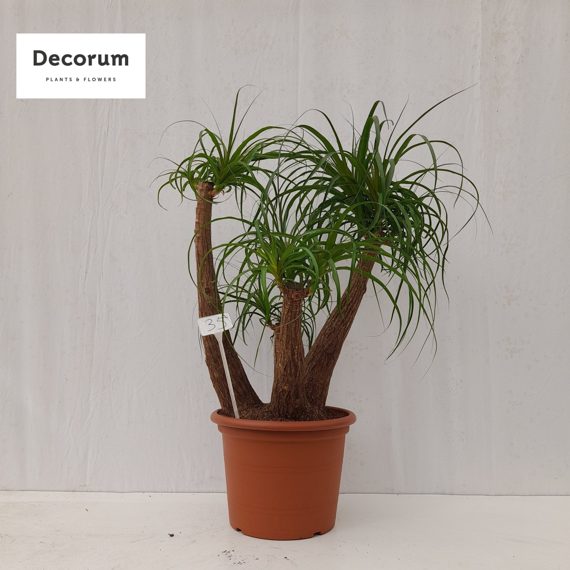 Beaucarnea vertakt op nummer 35, D 45 cm