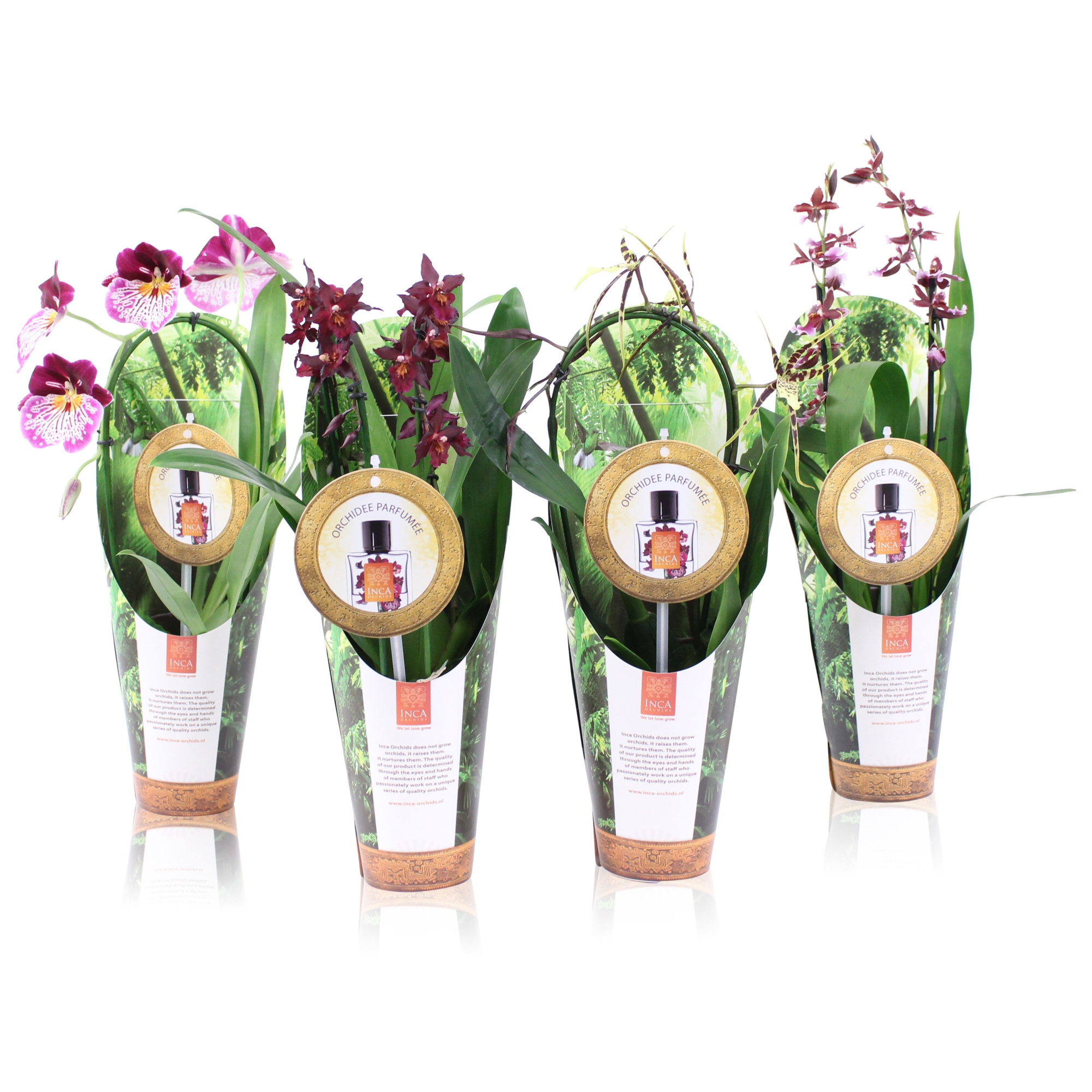 Inca Orchid mix Parfumee 9cm incl. cascade in luxury jungle cover, D 9 cm