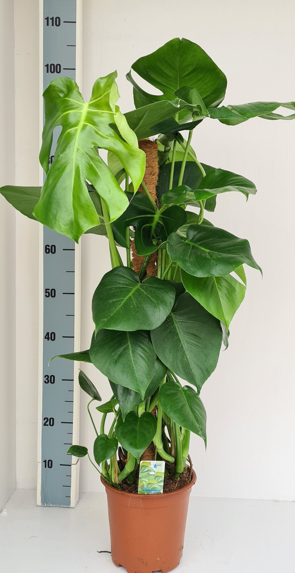 Monstera mosstok, D 19
