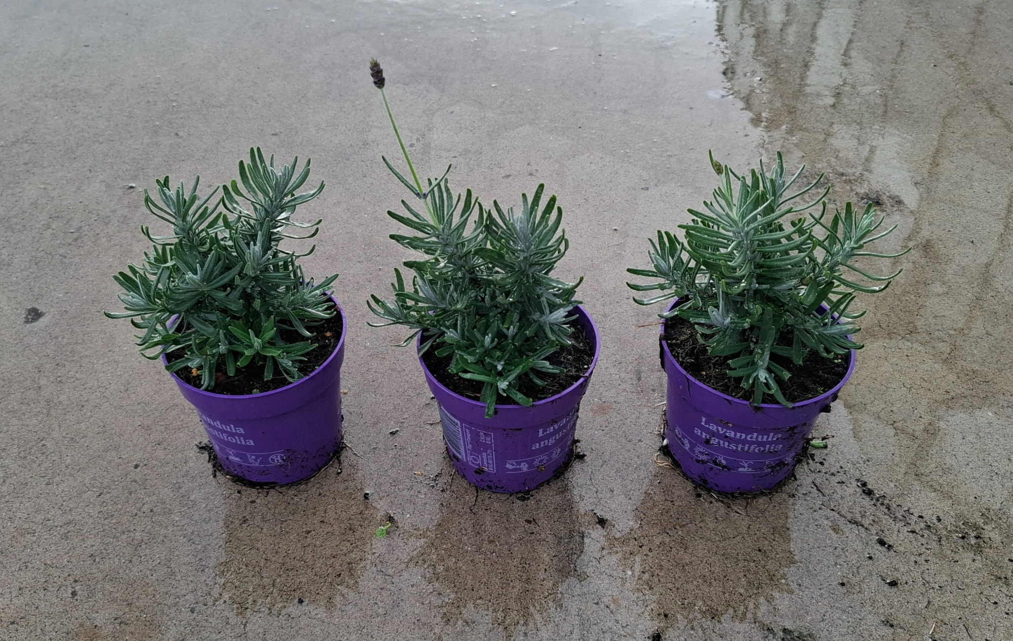 Lavandula ang. 'Ardèche Blue' 10,5 cm, D 10,5