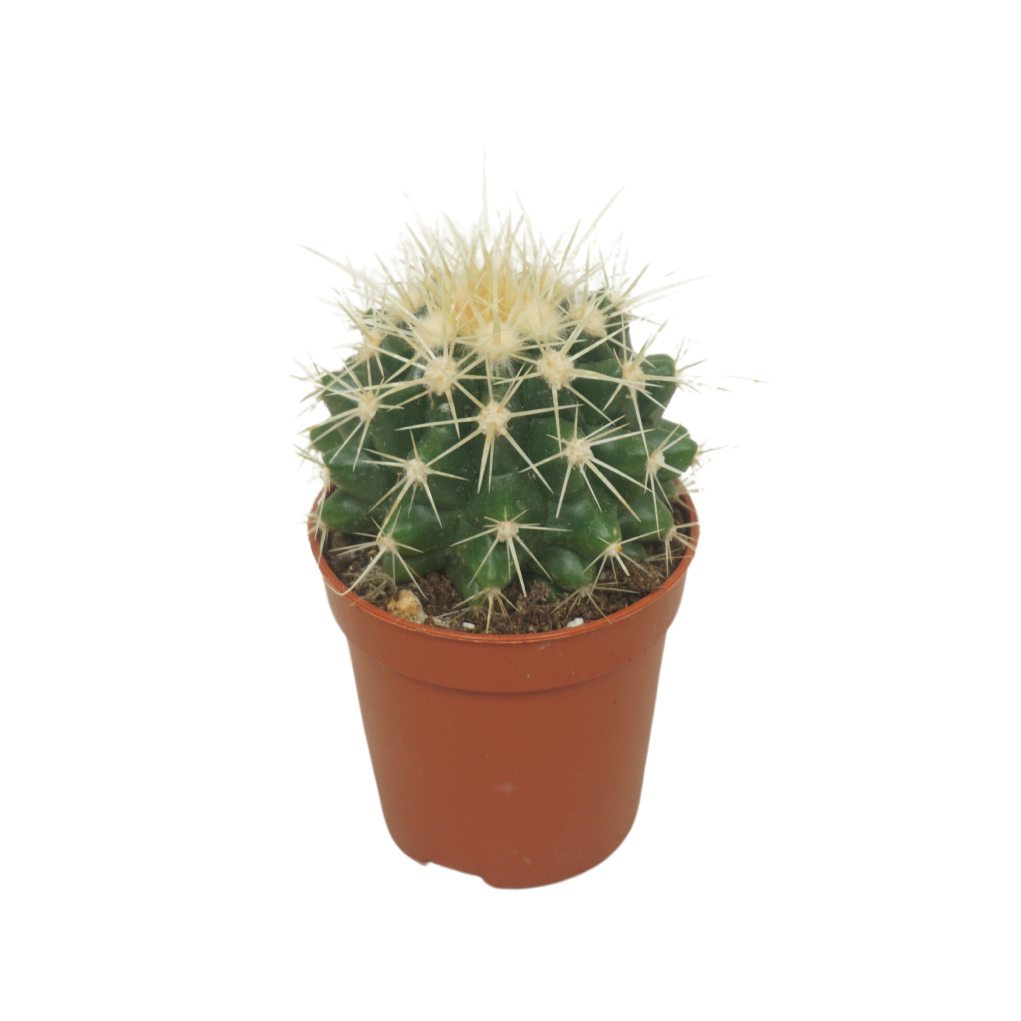 Echinocactus grusonii 5,5 cm, D 5,5 cm
