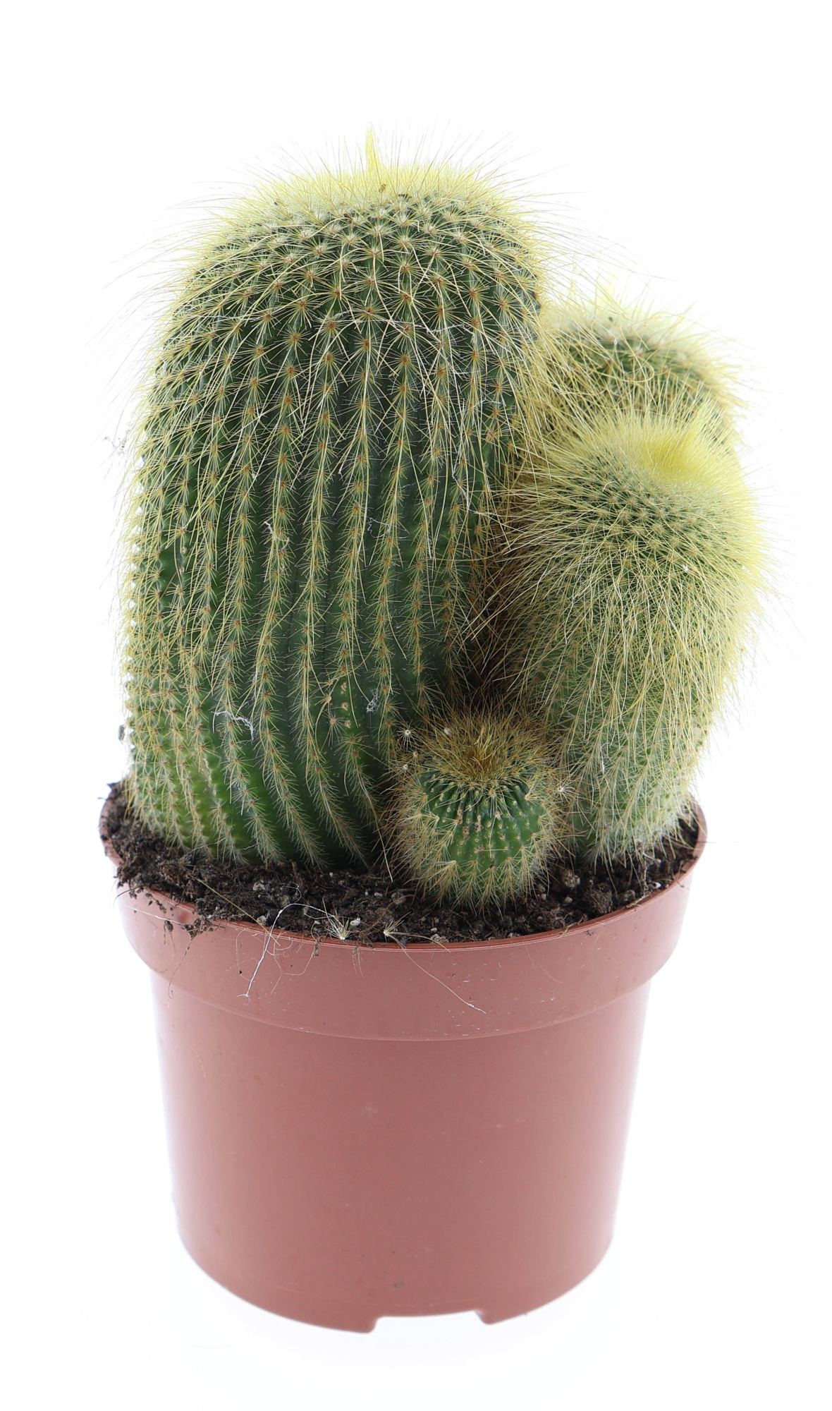 Eriocactus leninghausii, D 12 cm