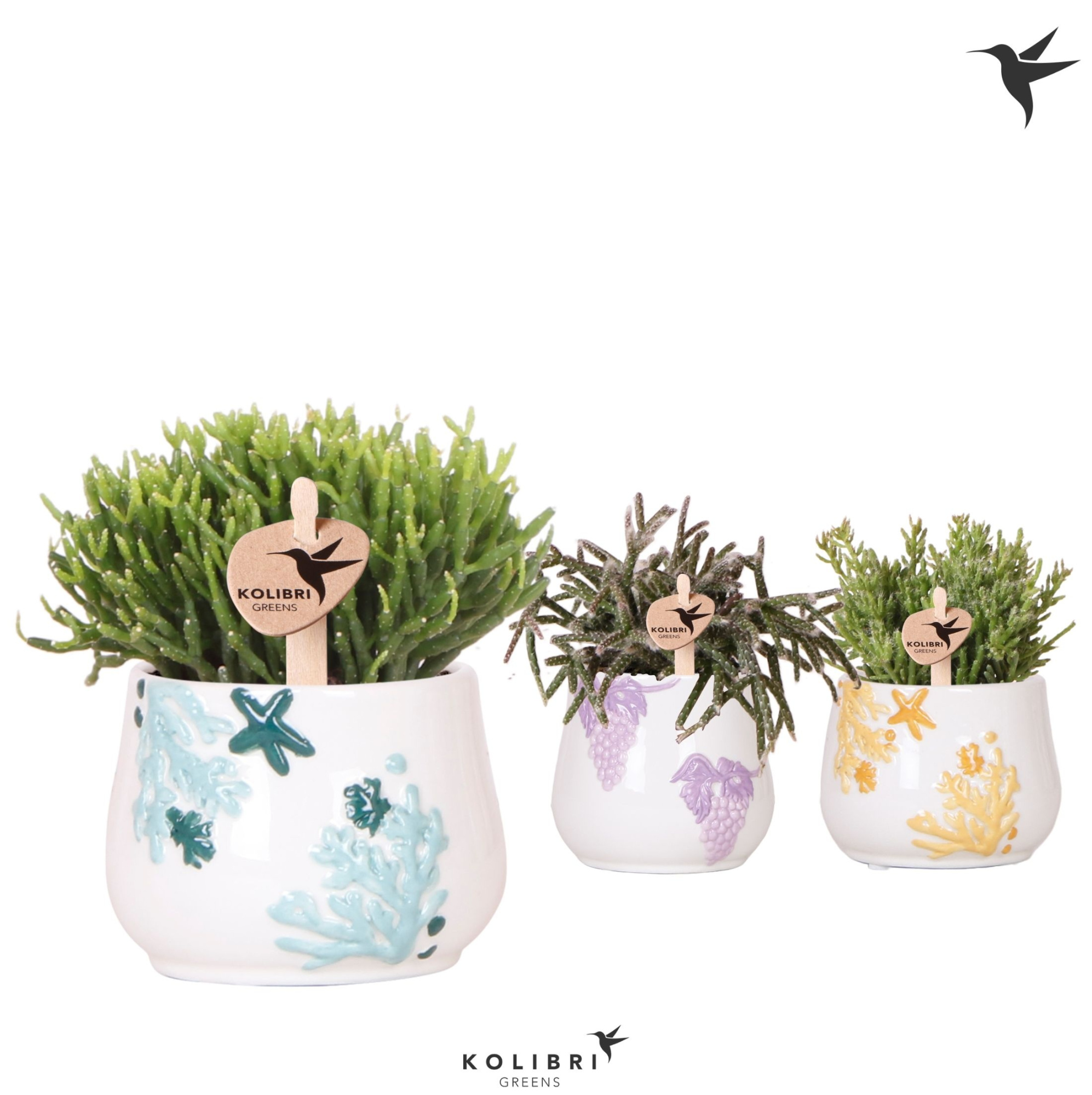 Kolibri Greens Rhipsalis mix in Coral pot mix, D 6 cm