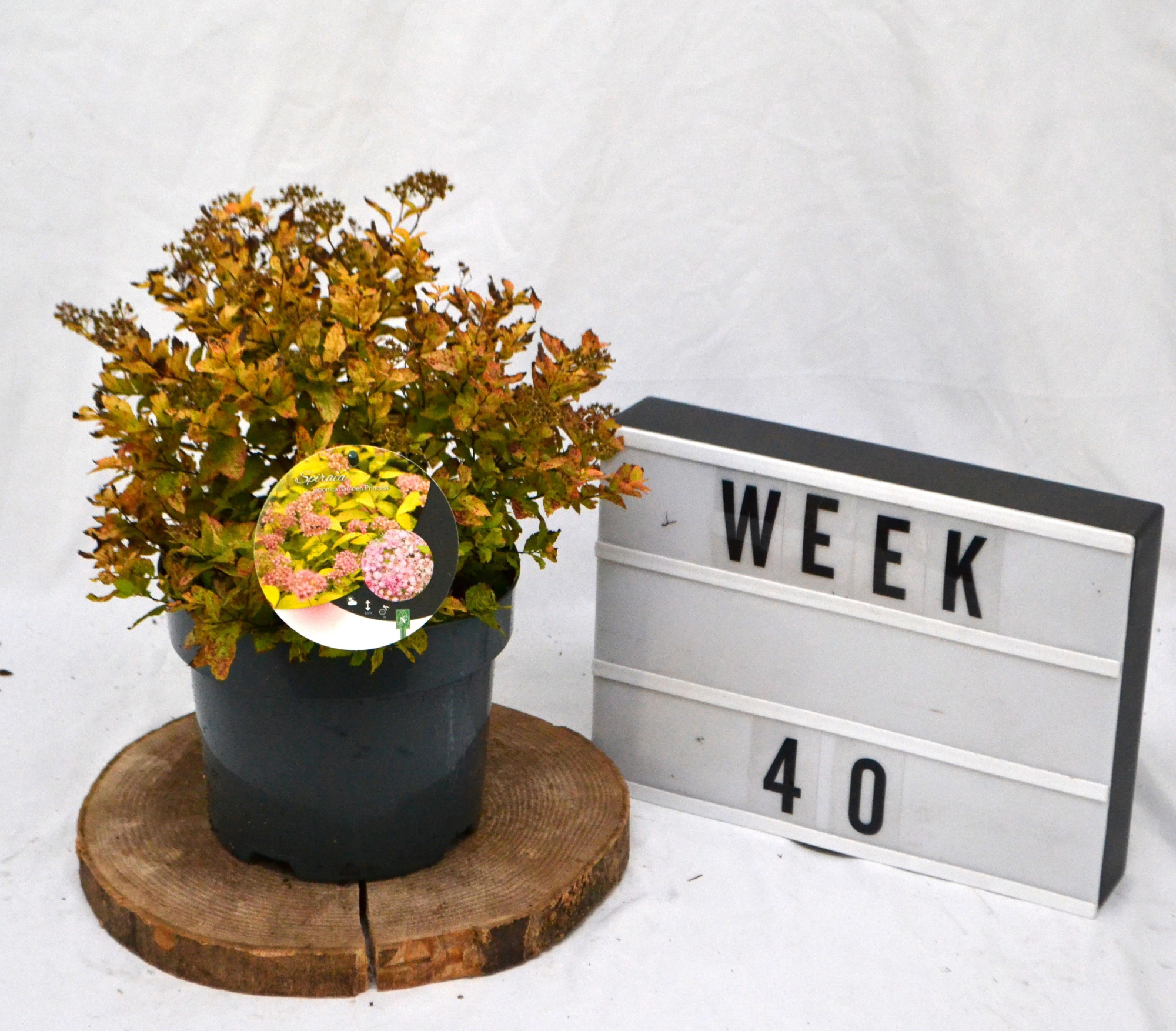 Spiraea japonica 'Golden Princess' C3, D 19 cm