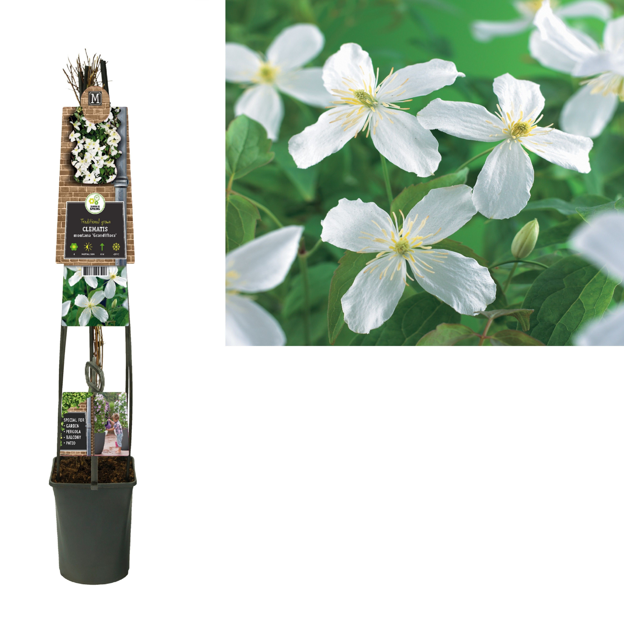 Clematis montana 'Grandiflora' +3.0 label, D 23 cm