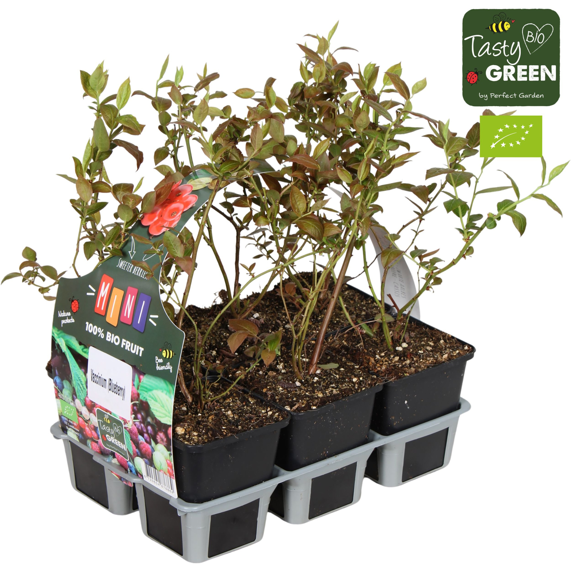 Vaccinium mix 6-pack bio P9, D 9 cm