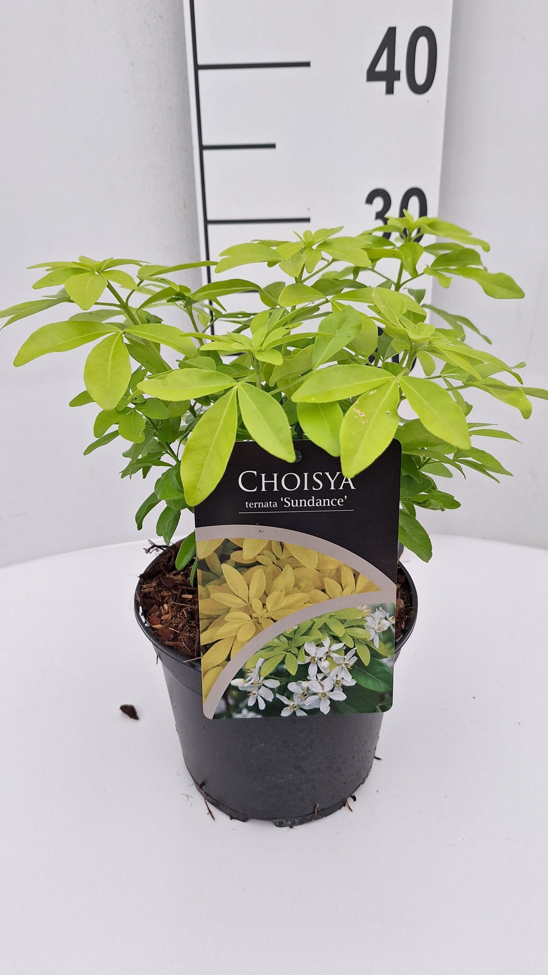 Choisya ternata Sundance, D 17
