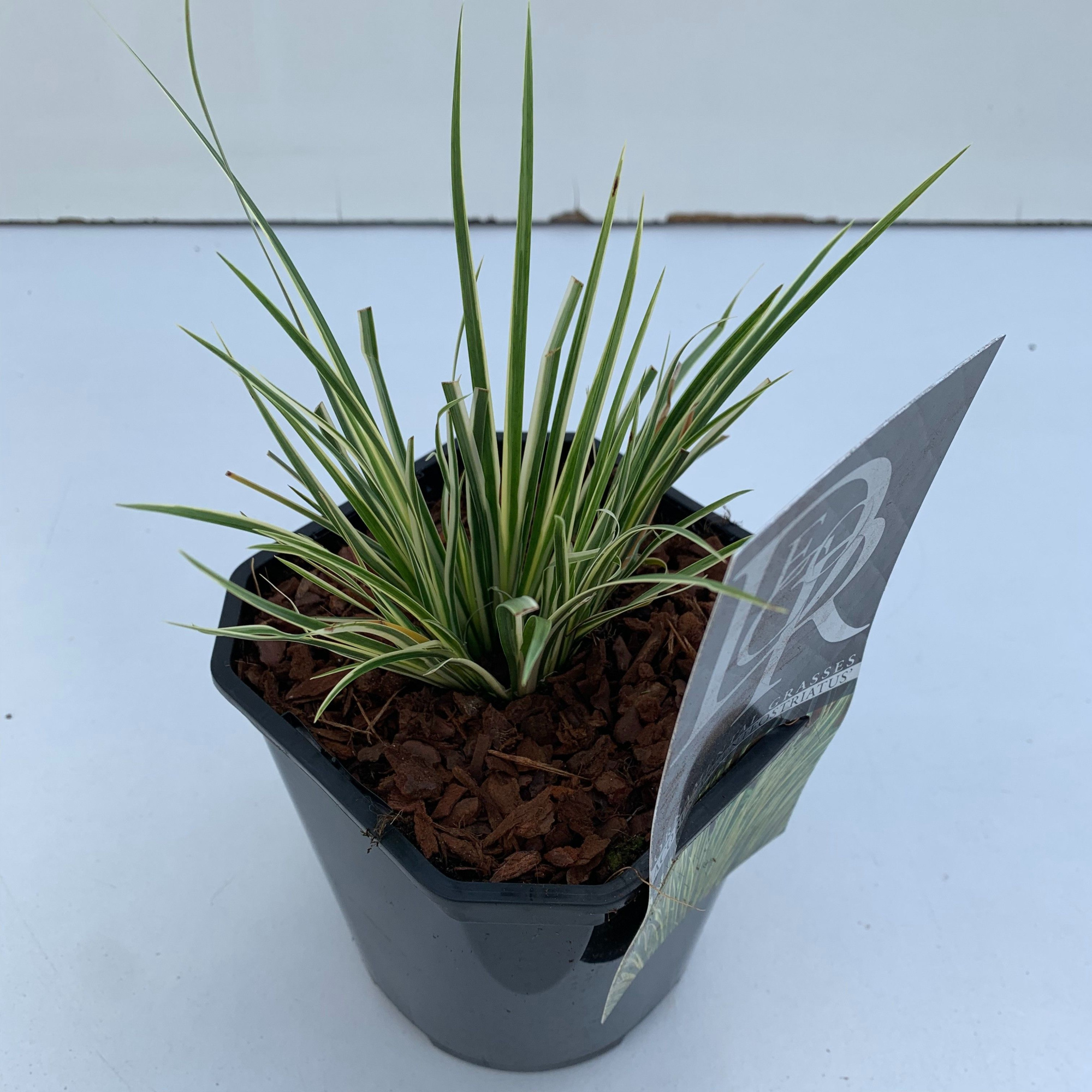 Acorus 'Argenteostriatus', D 17 cm