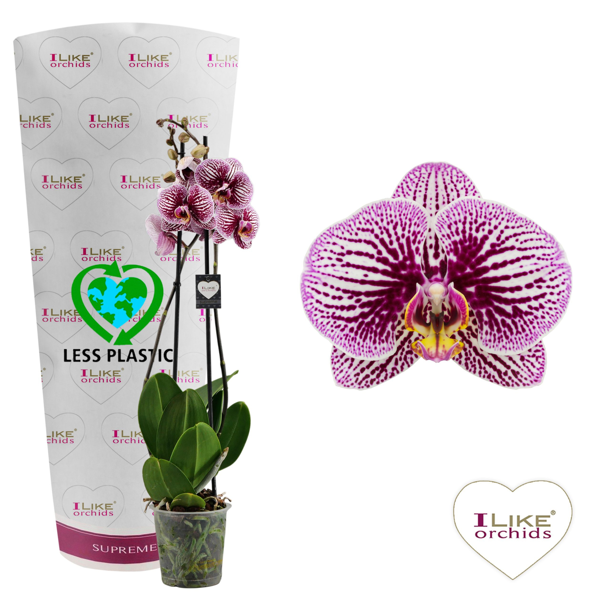 Phalaenopsis Black Stripes- 2 tak 60cm (Less Plastic), D 12 cm