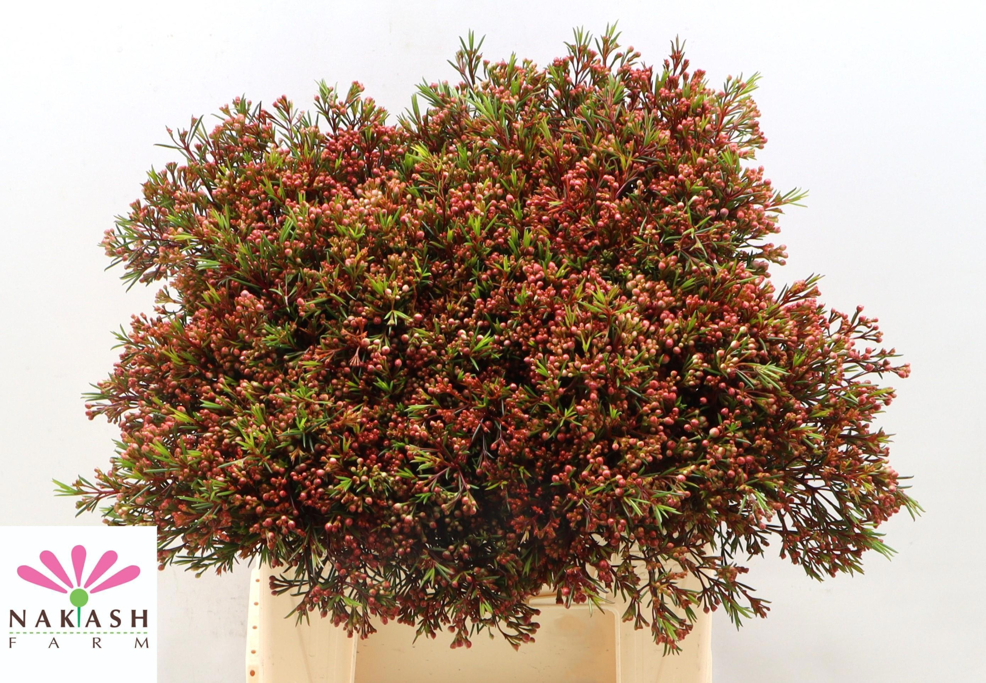 Шамелациум Вега Лиф 40, шт.