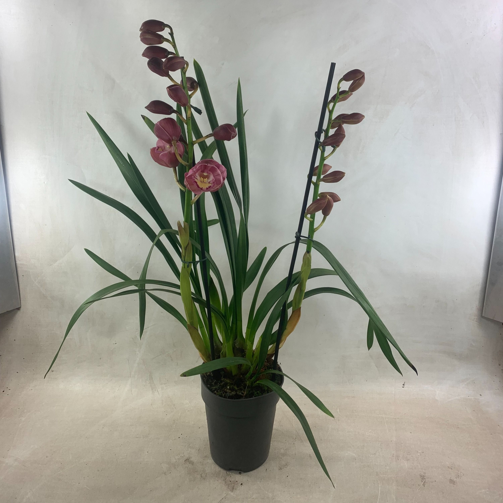 Cymbidium Abbigail 2/3 tak, D 14