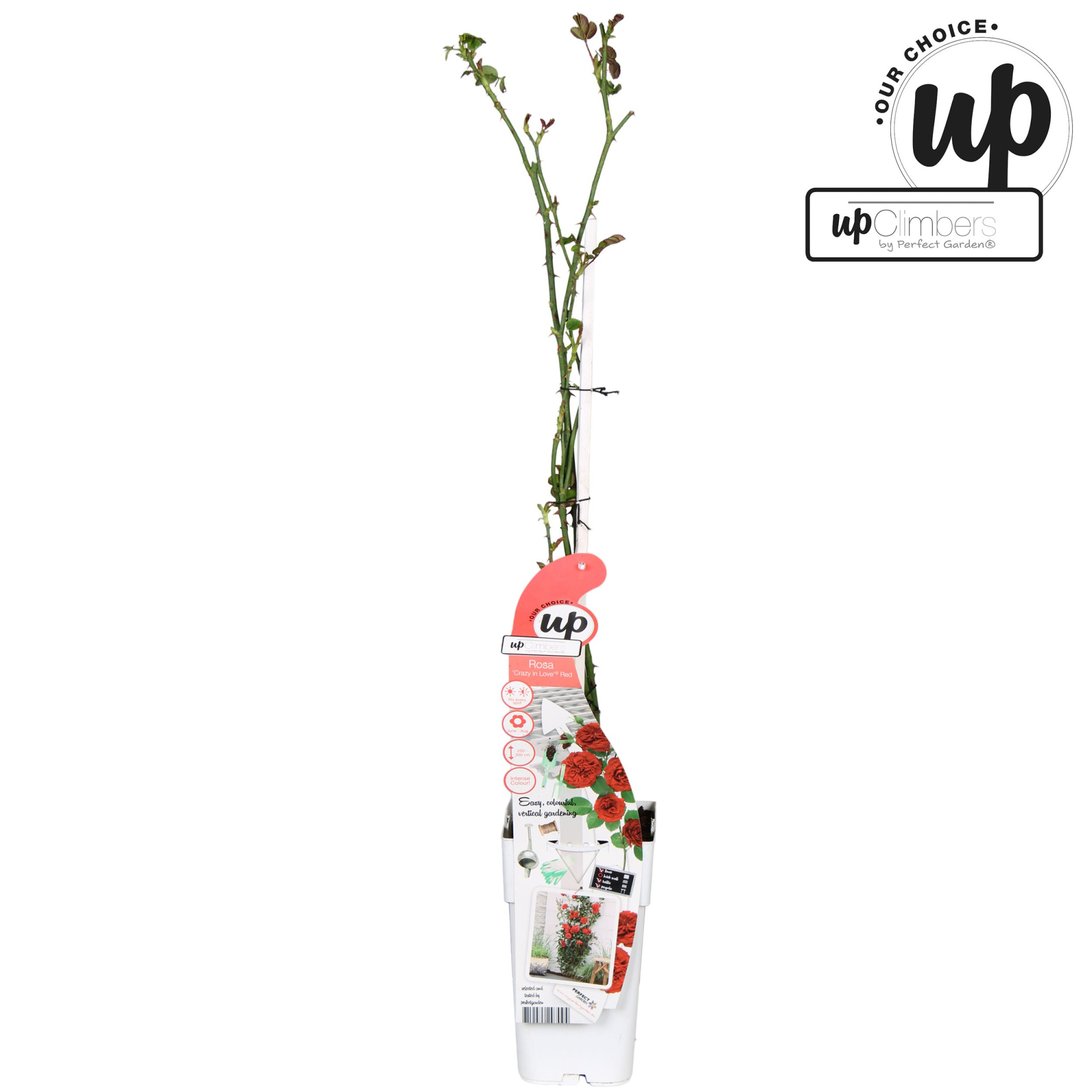 Rosa Crazy in love Red P15, D 15