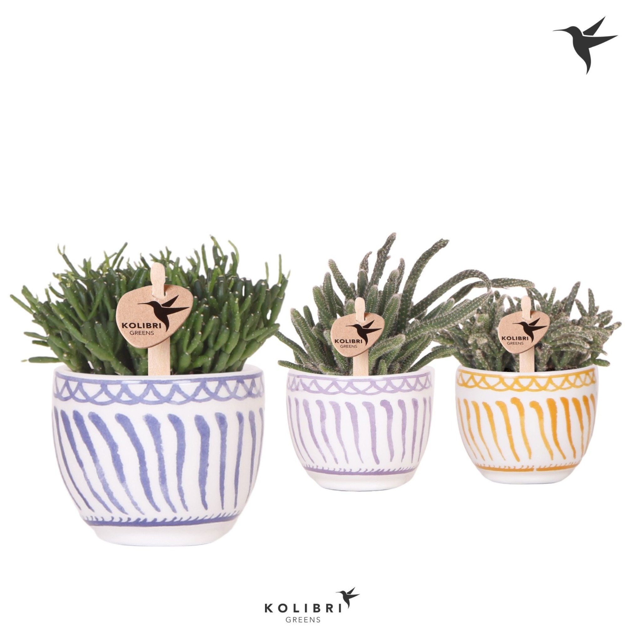 Kolibri Greens Rhipsalis mix in Granada pot mix, D 6