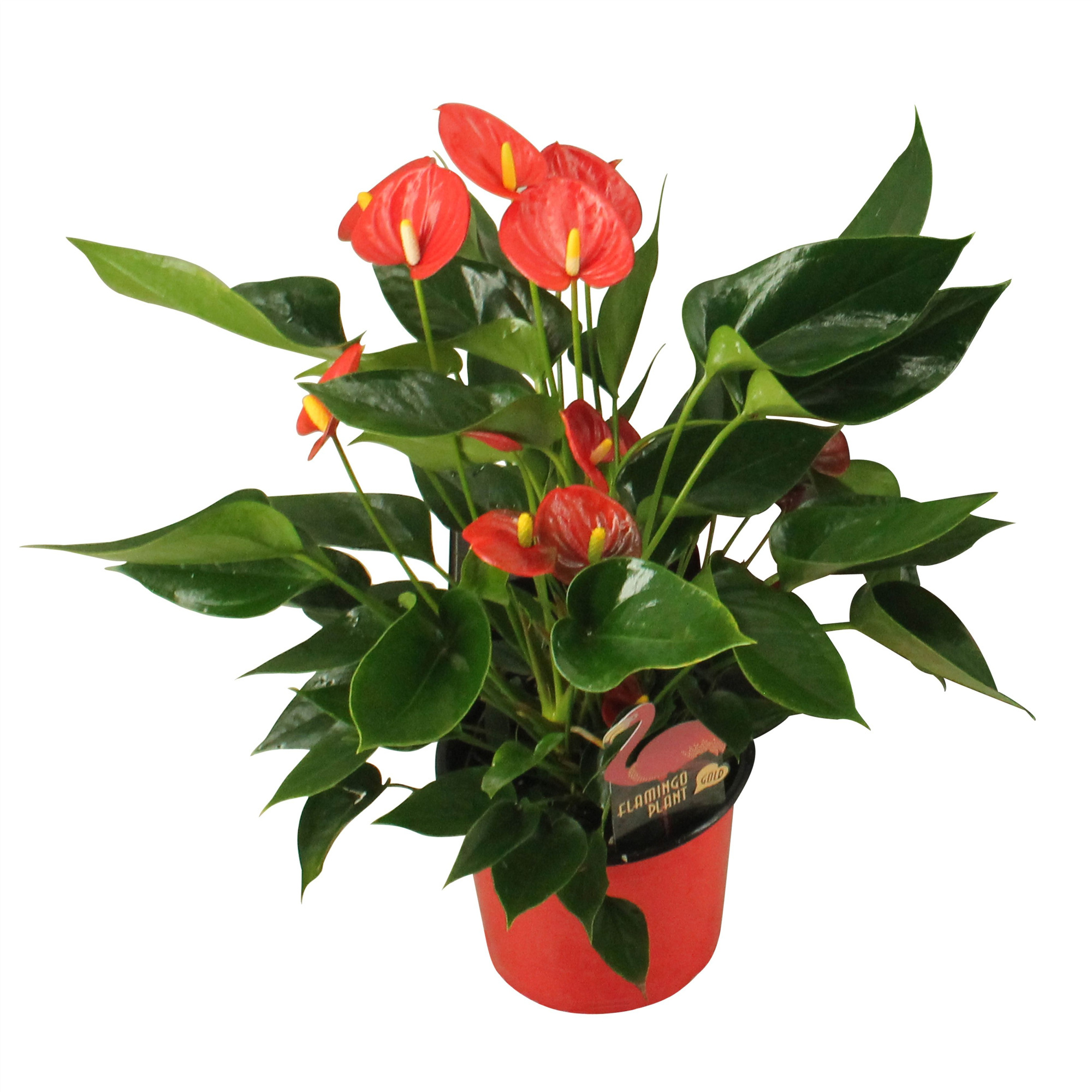 Anthurium XL.34 Arisa Red 14cm, D 14 cm