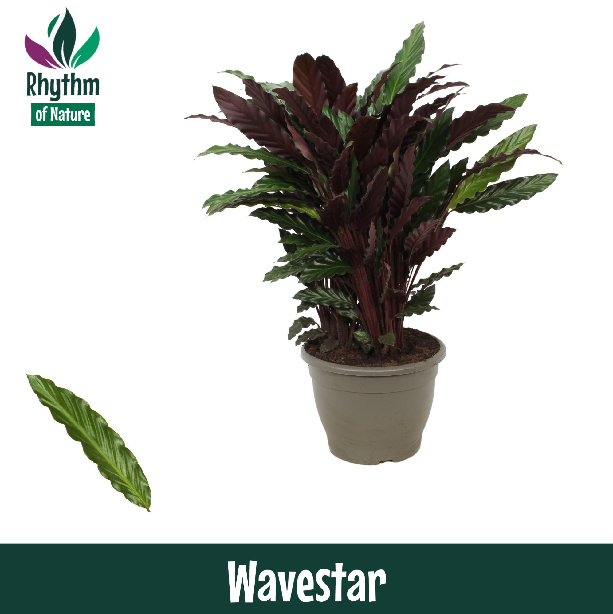 Calathea 32cm Wavestar - Rhythm of Nature (Rufibarba), D 32