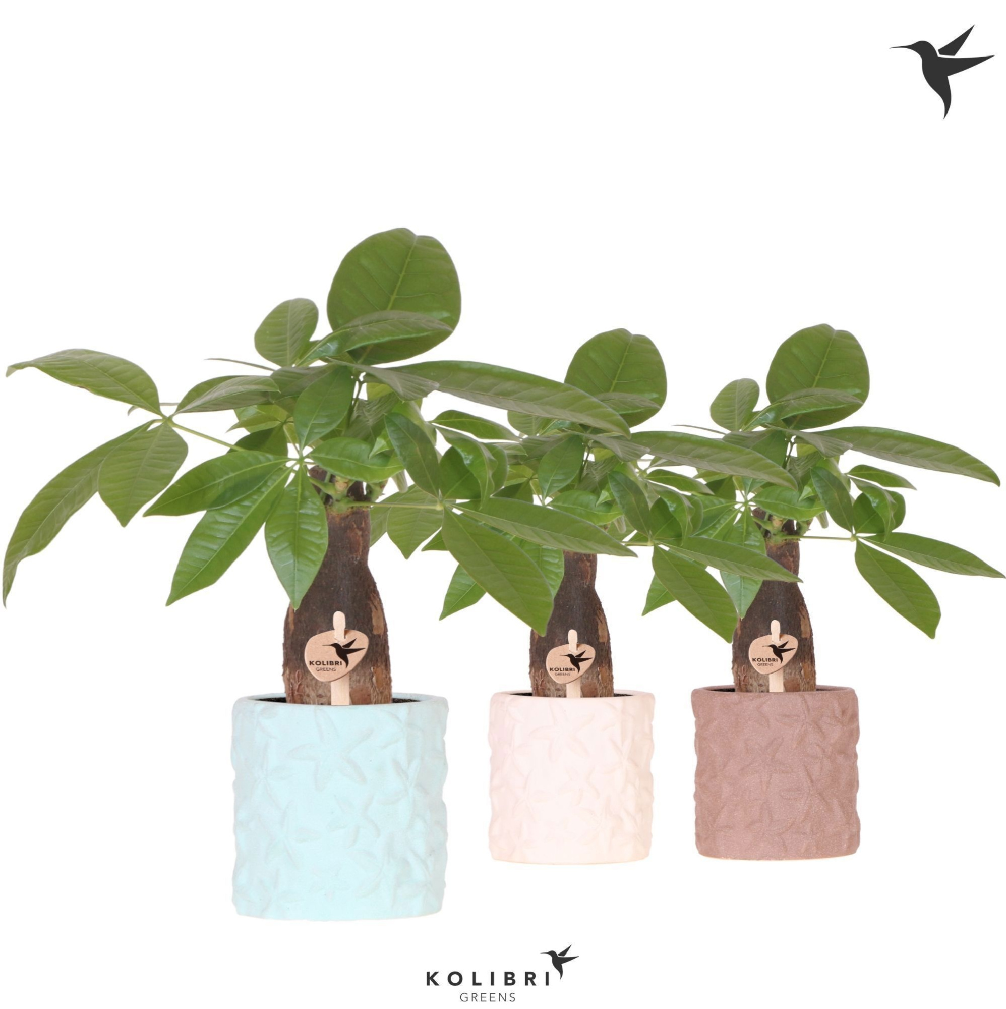 Kolibri Greens Pachira in Star Fish pot mix, D 9