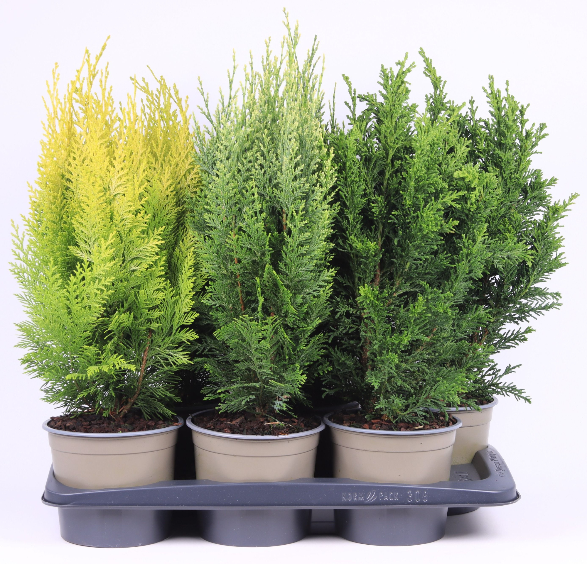 Opgaande mix P-17, D 17 cm