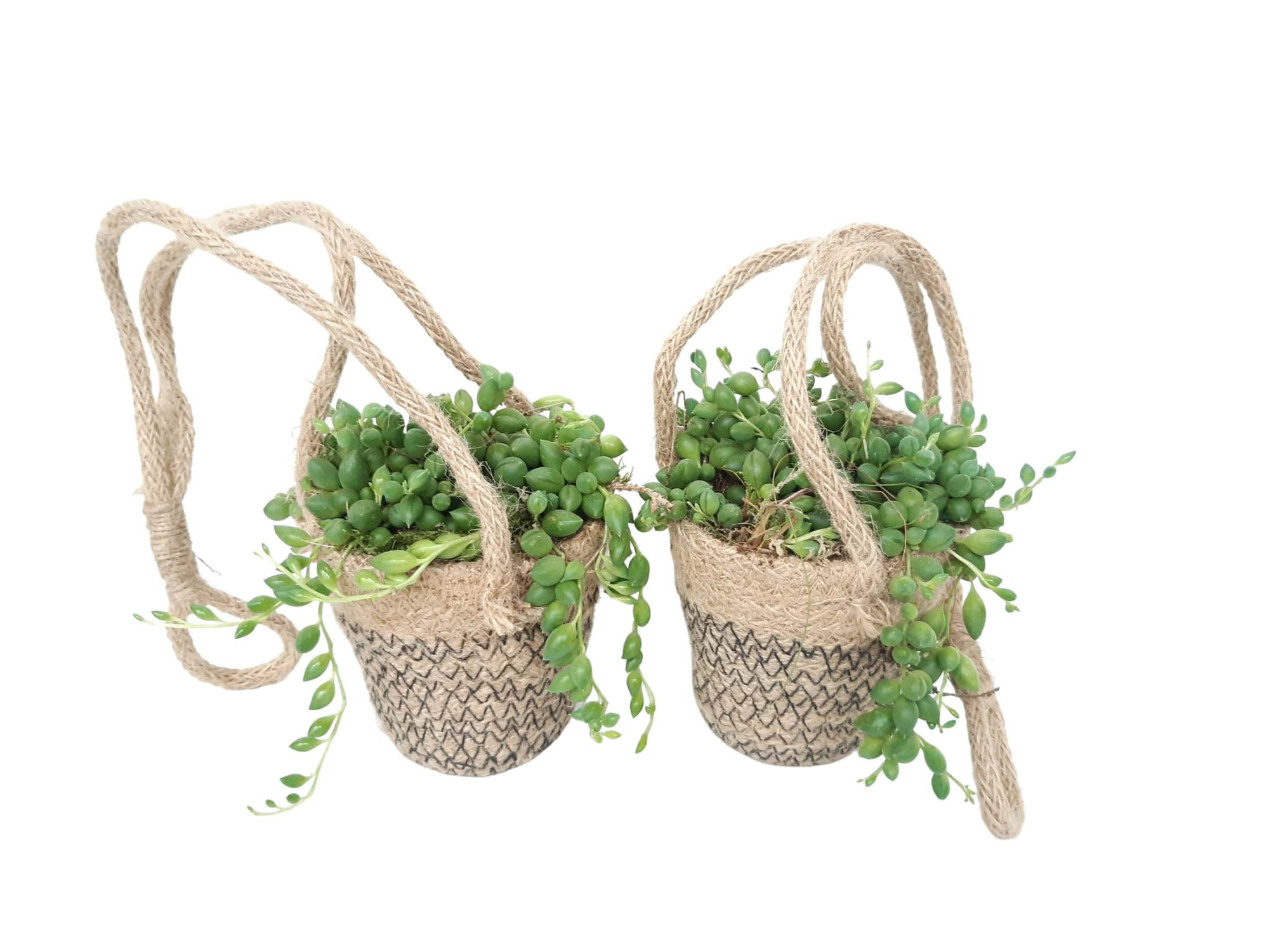 JH8SHE mini Jute HangMandje Senecio Herreianus, D 8 cm