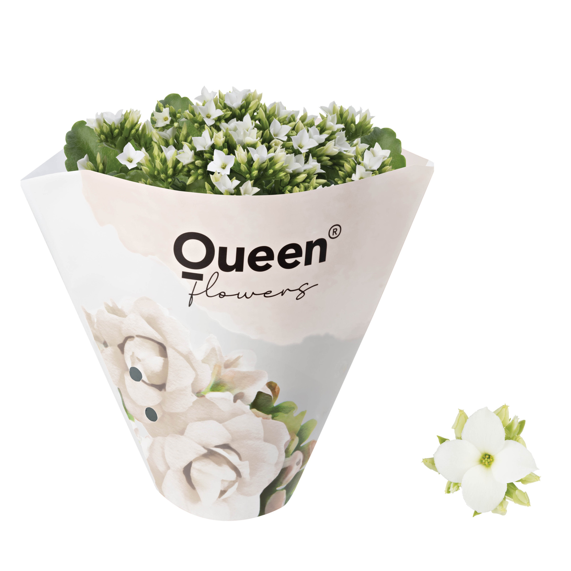 KALANCHOE ARTS-HYBRID 'WHITE ORIGINAL', D 11 cm