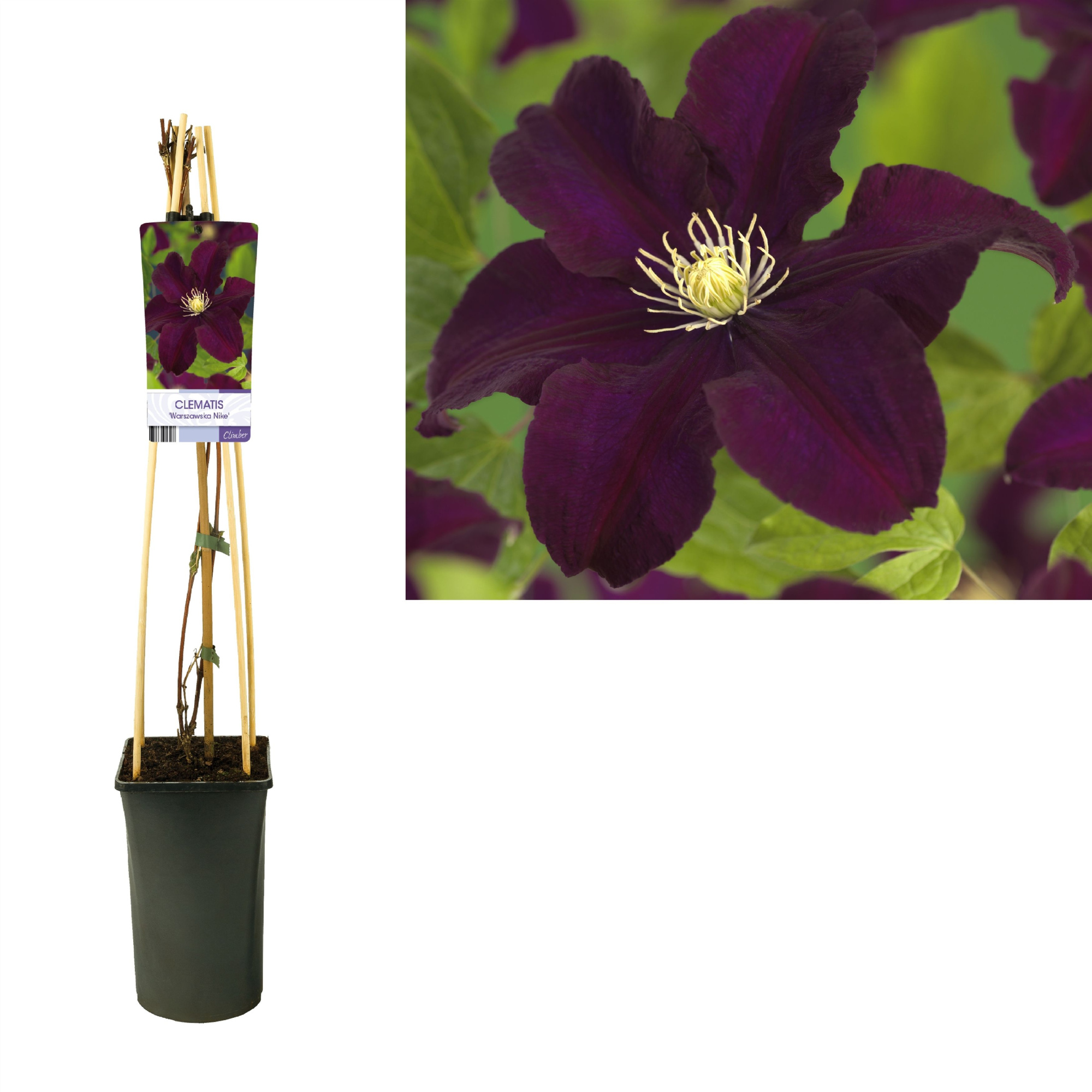 Clematis 'Warszawska Nike' +light label, D 17 cm