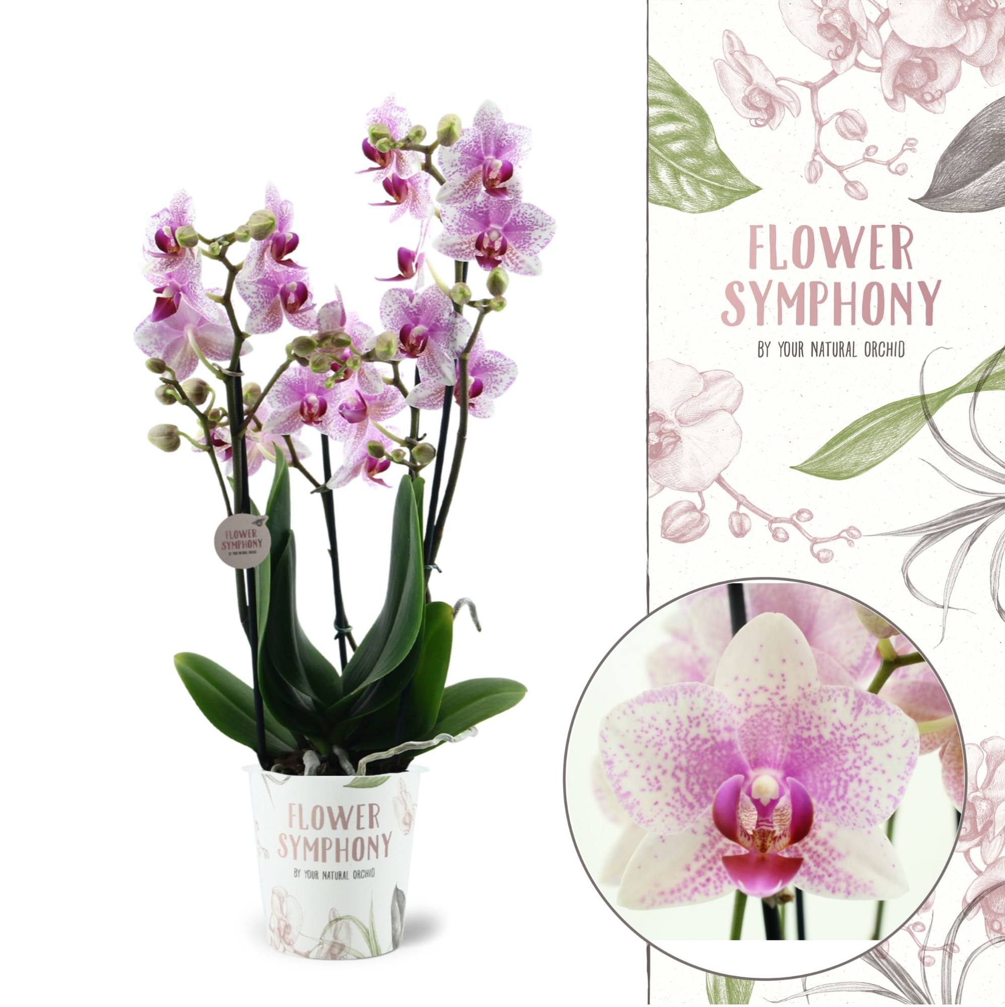 Flower Symphony | Rotterdam | Phalaenopsis 4 spike, D 12 cm