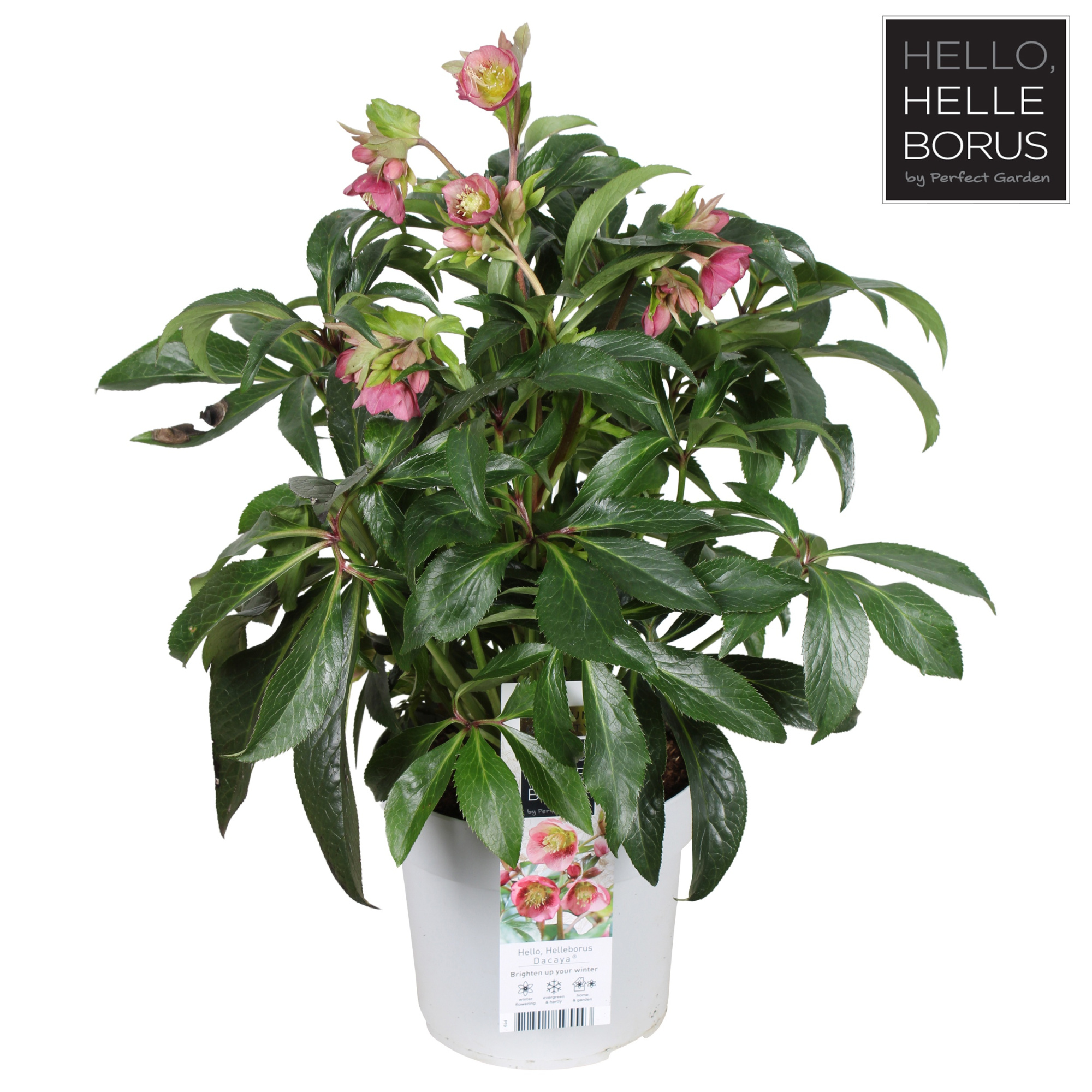 Helleborus 'Dacaya' P19, D 19