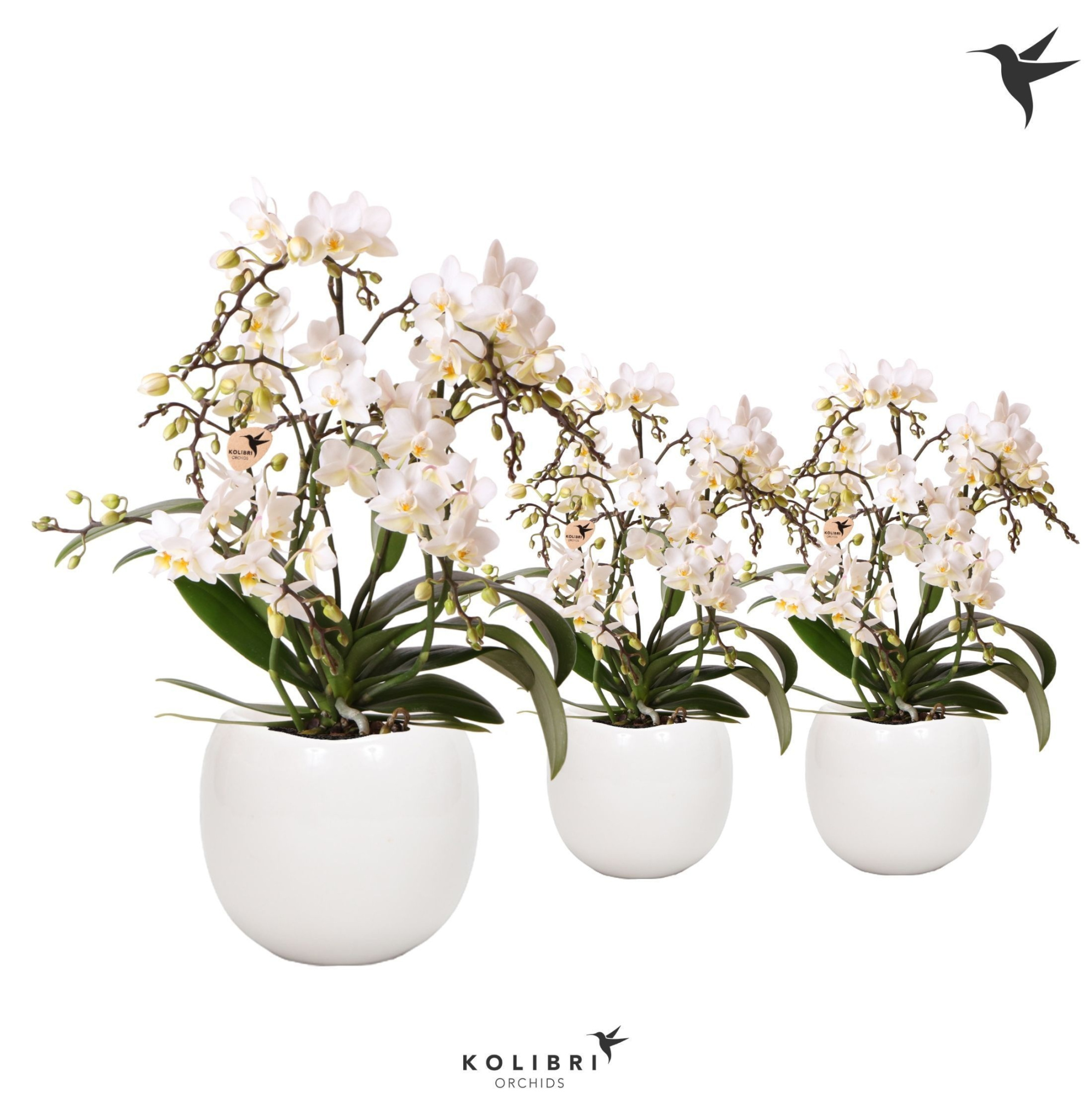 Kolibri Orchids Phalaenopsis Botanic 4 spike in Bowl pot white, D 9