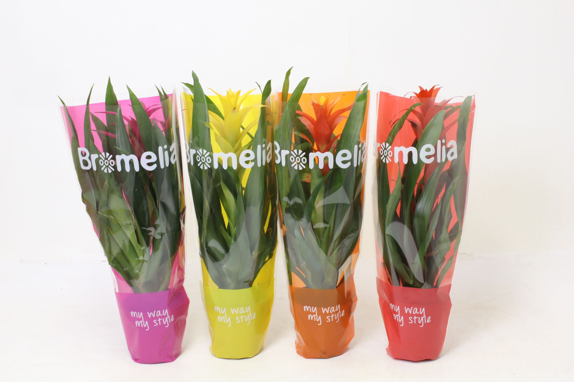 Guzmania Mix My Way My Style, D 12 cm