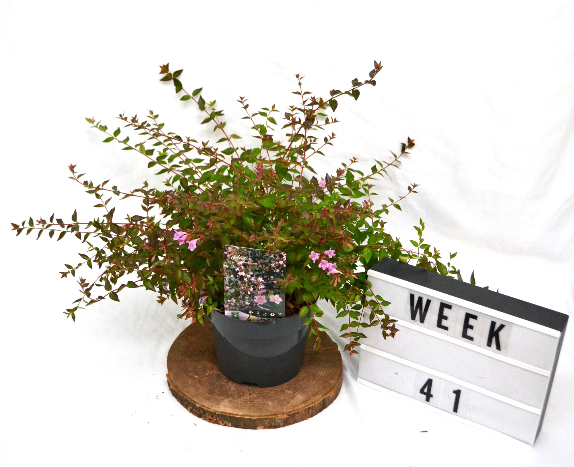 Abelia 'Edward Goucher' C3, D 19 cm